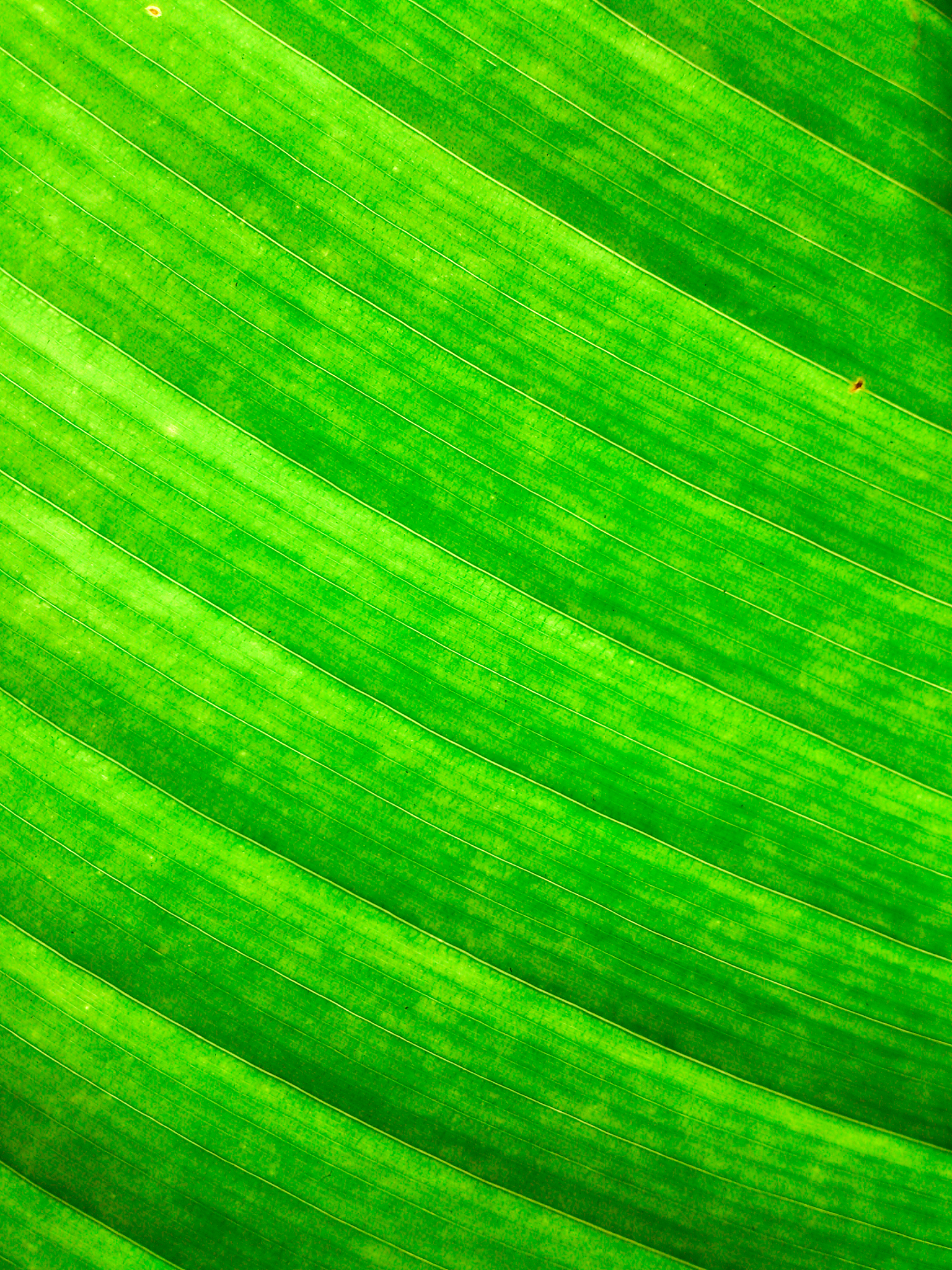 texture of green leaf