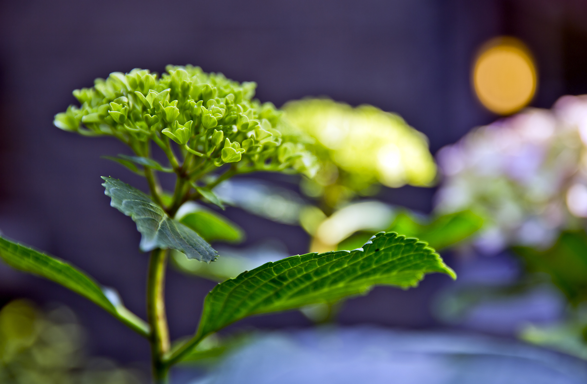 人与自然和谐共生的读后感