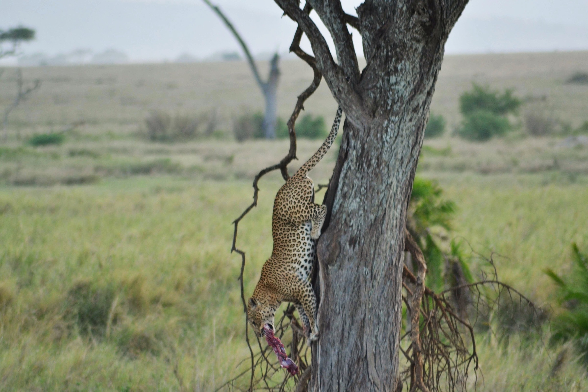 leopard eating