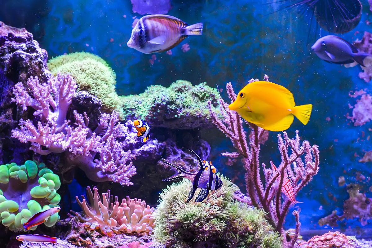 飞利浦挂烫机显示缺水？快速解决方法！