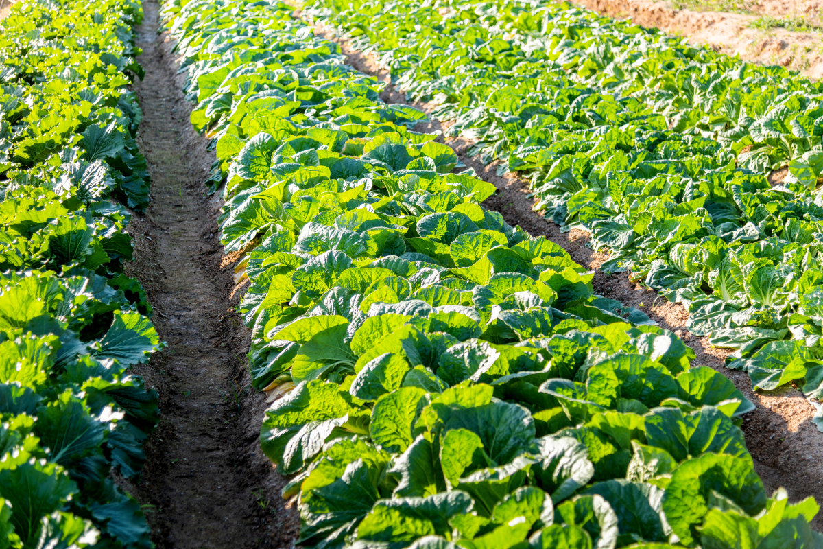 大葱大白菜种植指南：从播种到收获的专家建议