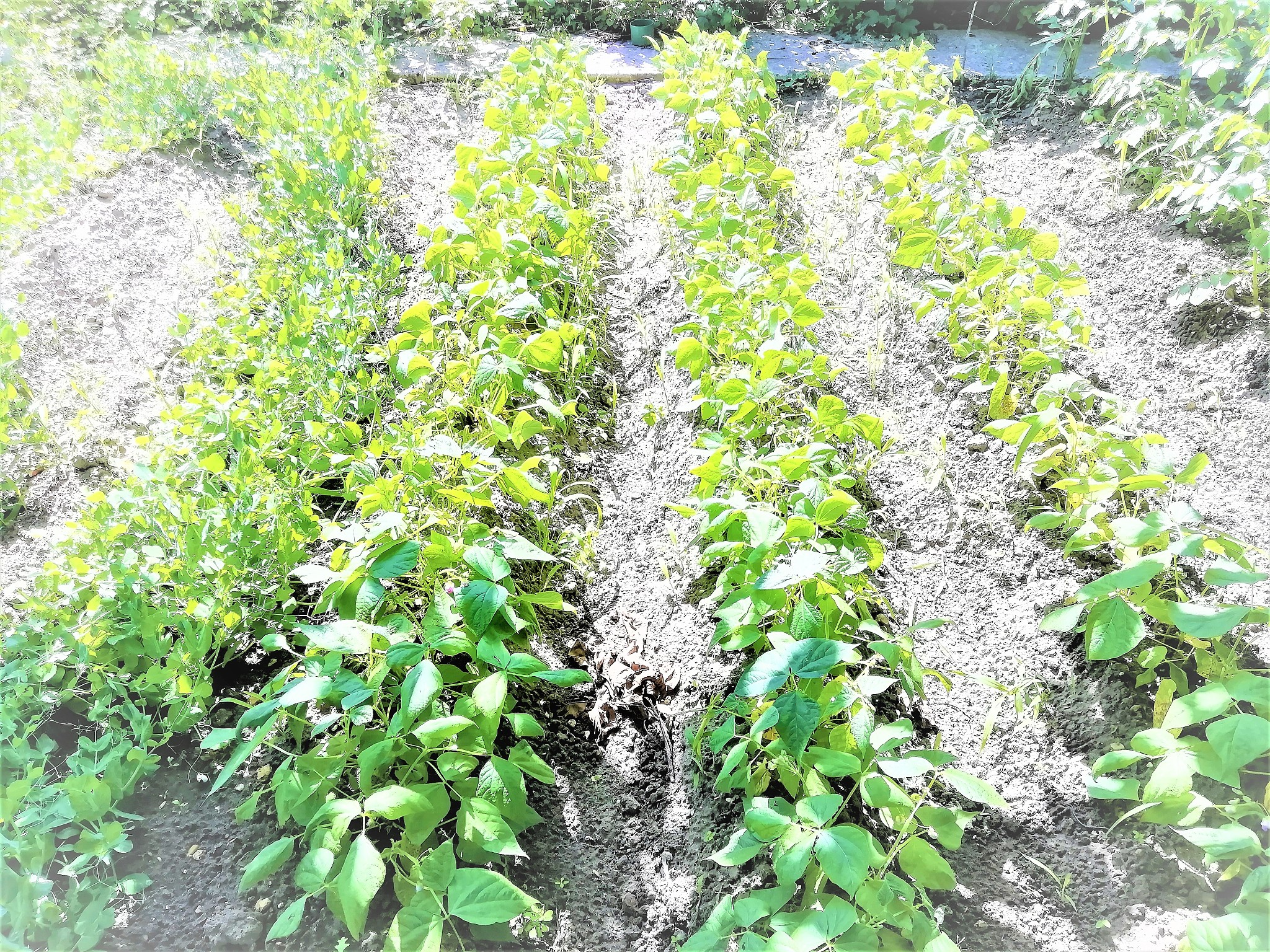 agriculture