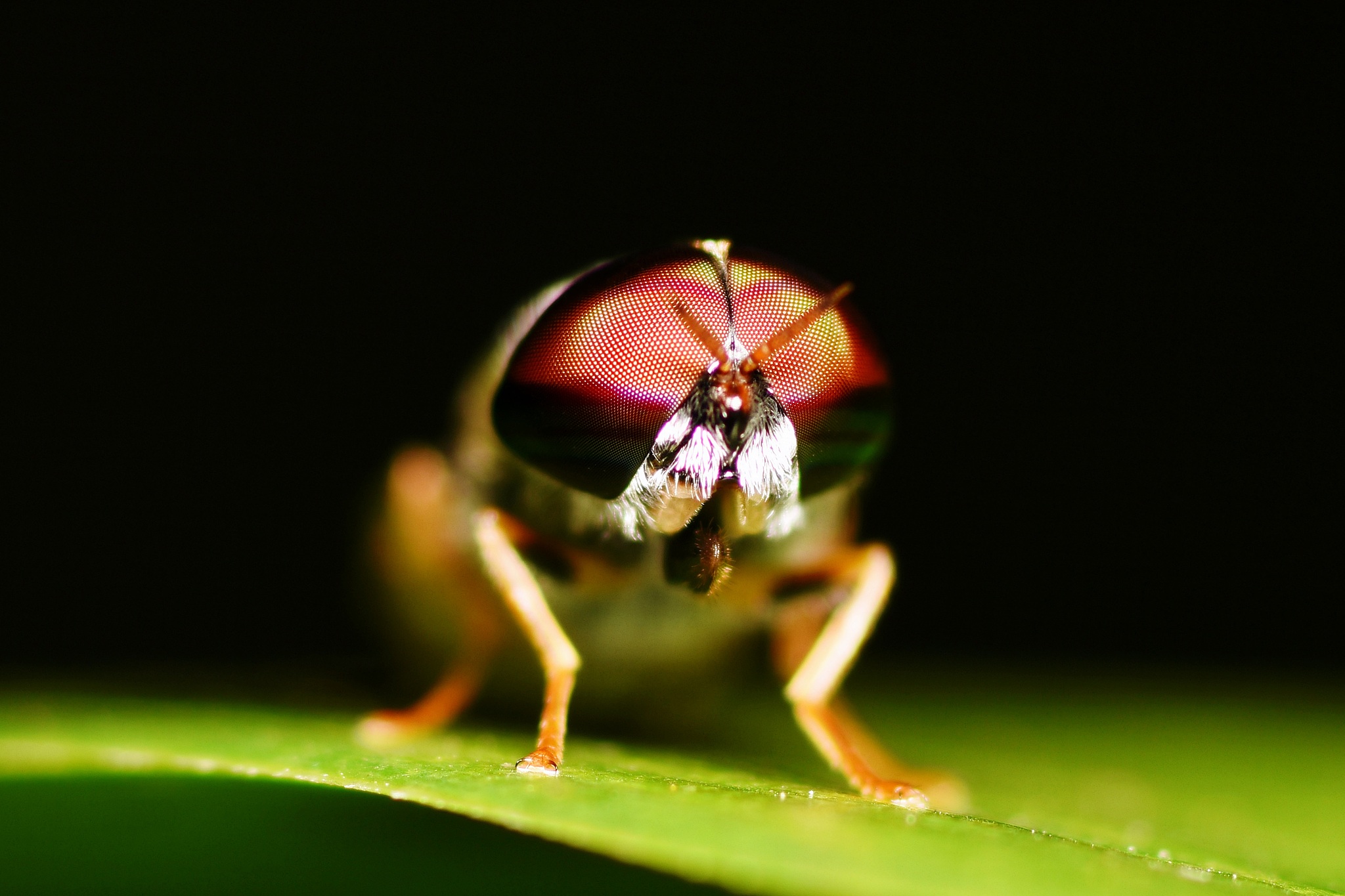 close up fly eye on green leaf with black background