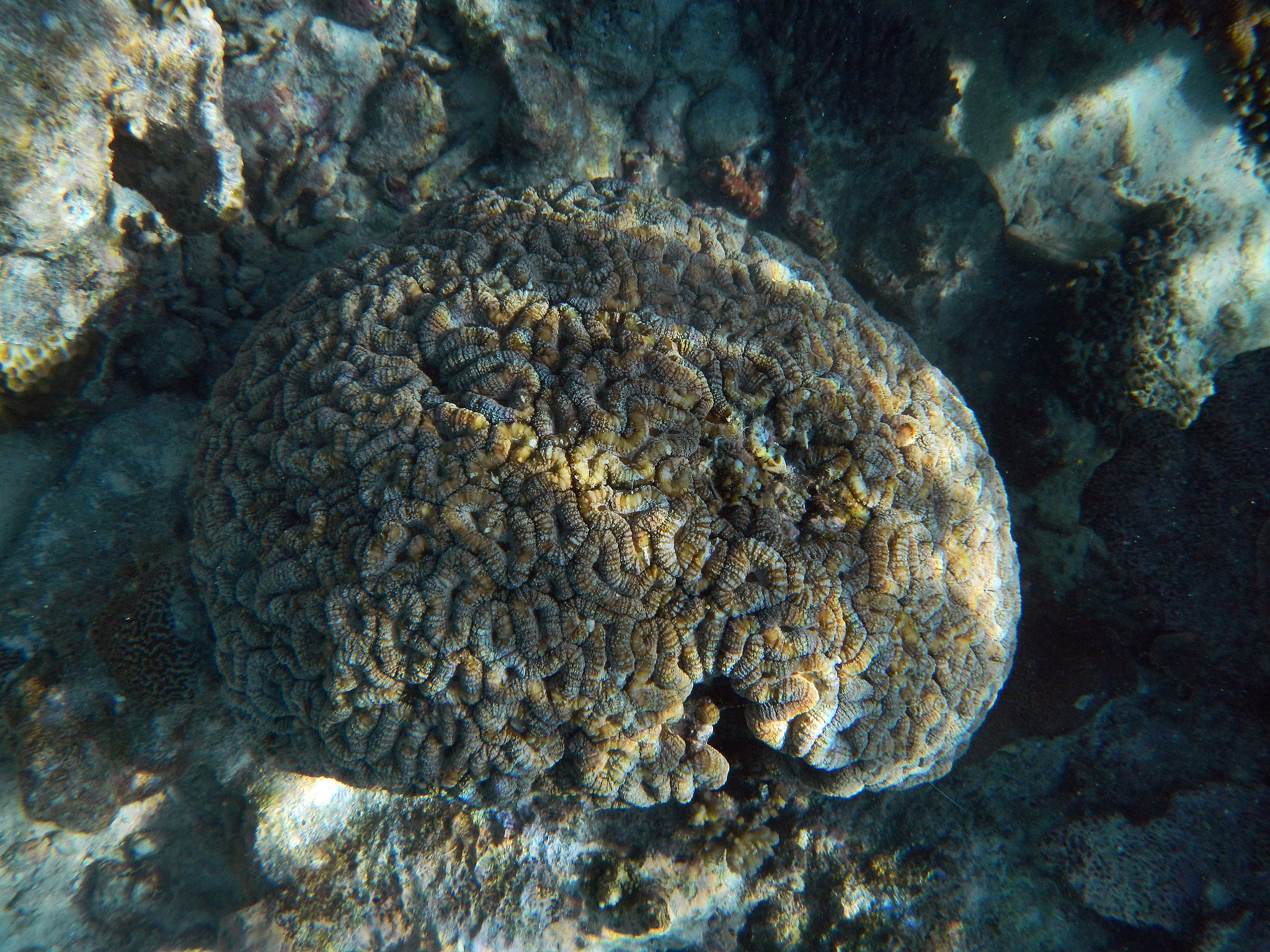 lobophyllia hemprichii coral