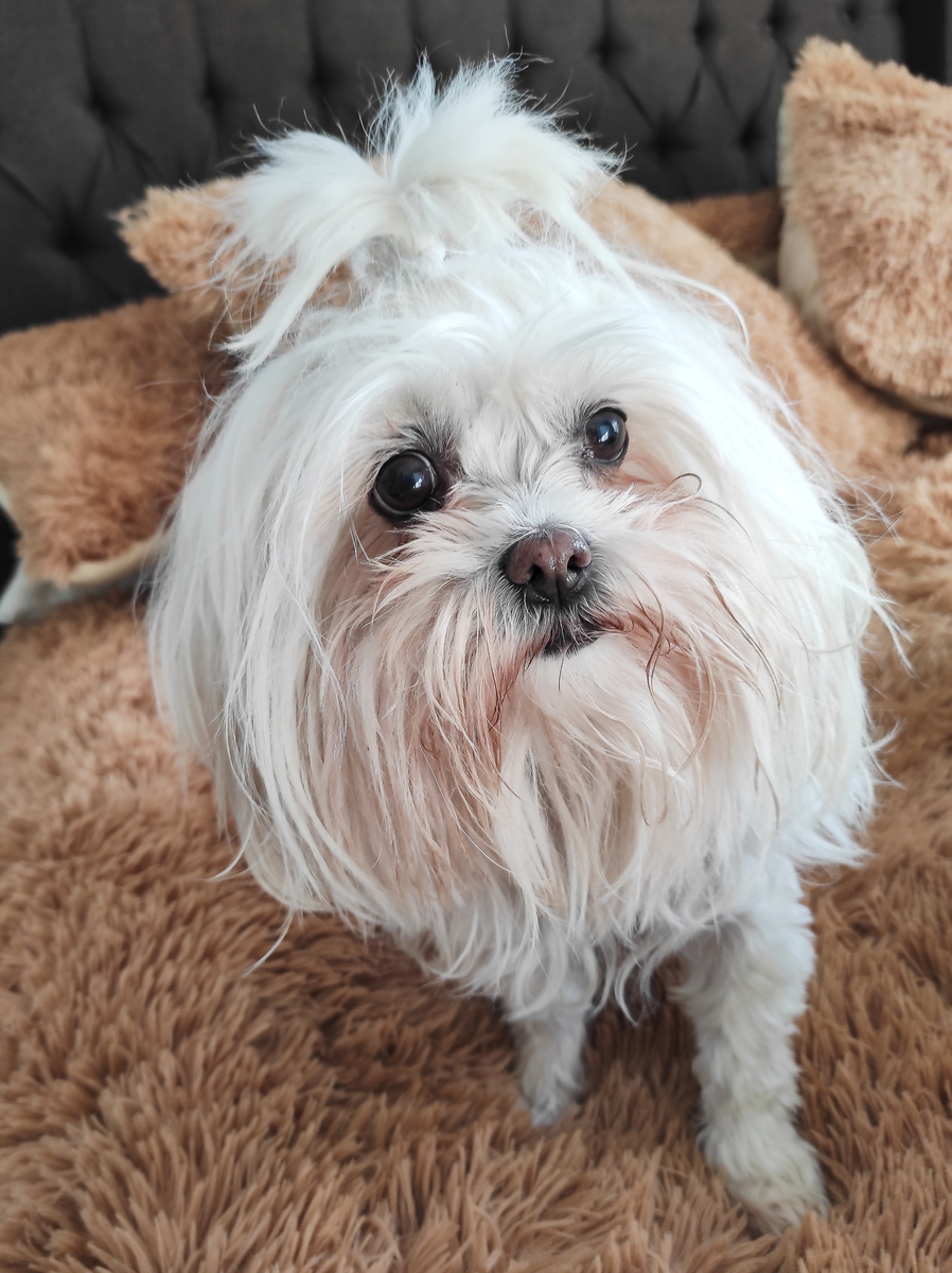 其形象精致可爱体型娇小造型较简单肢体粗细统一眼睛长而细身体为呈略带圆角的正方体状色彩鲜明。