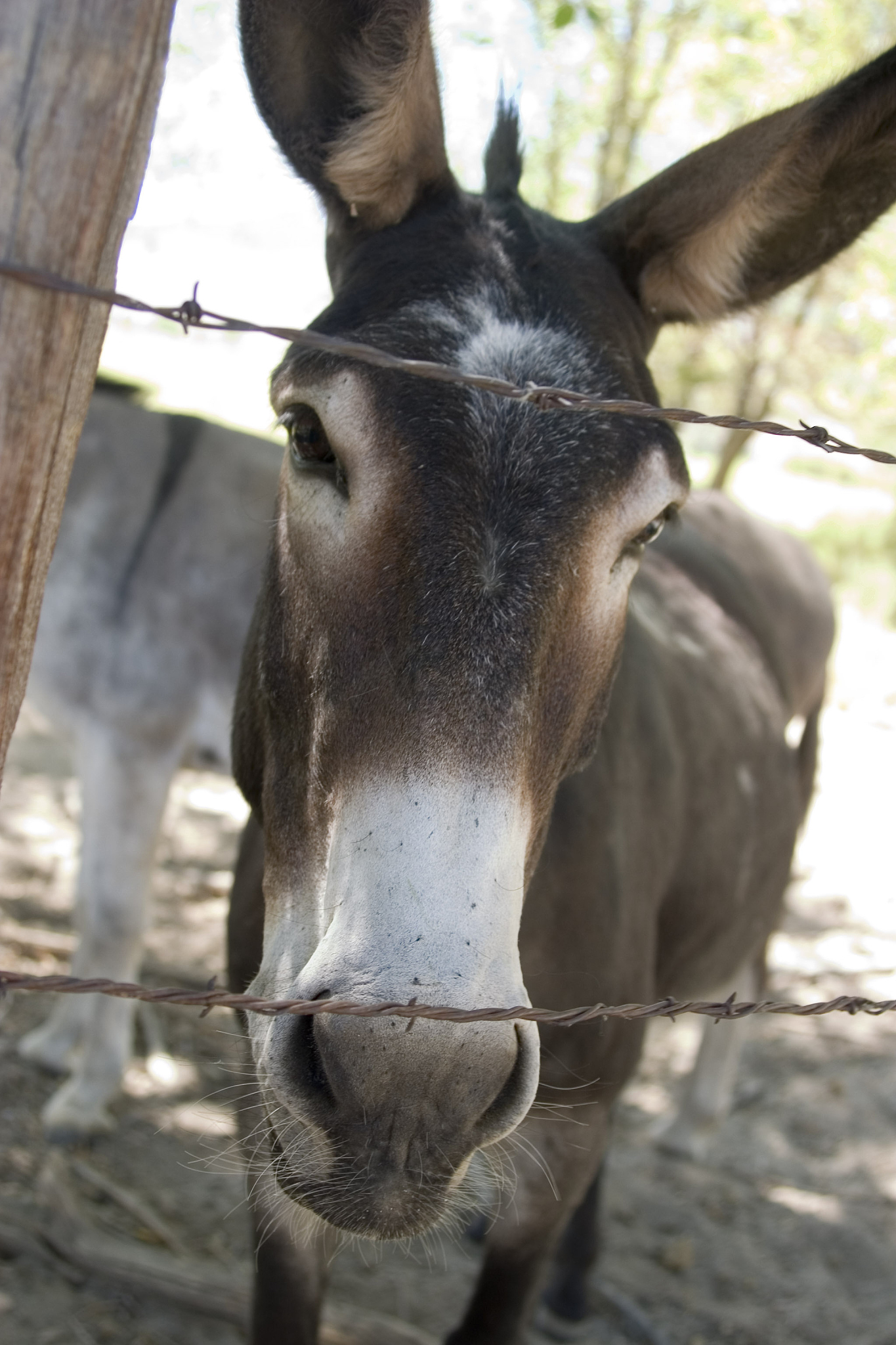donkey close up
