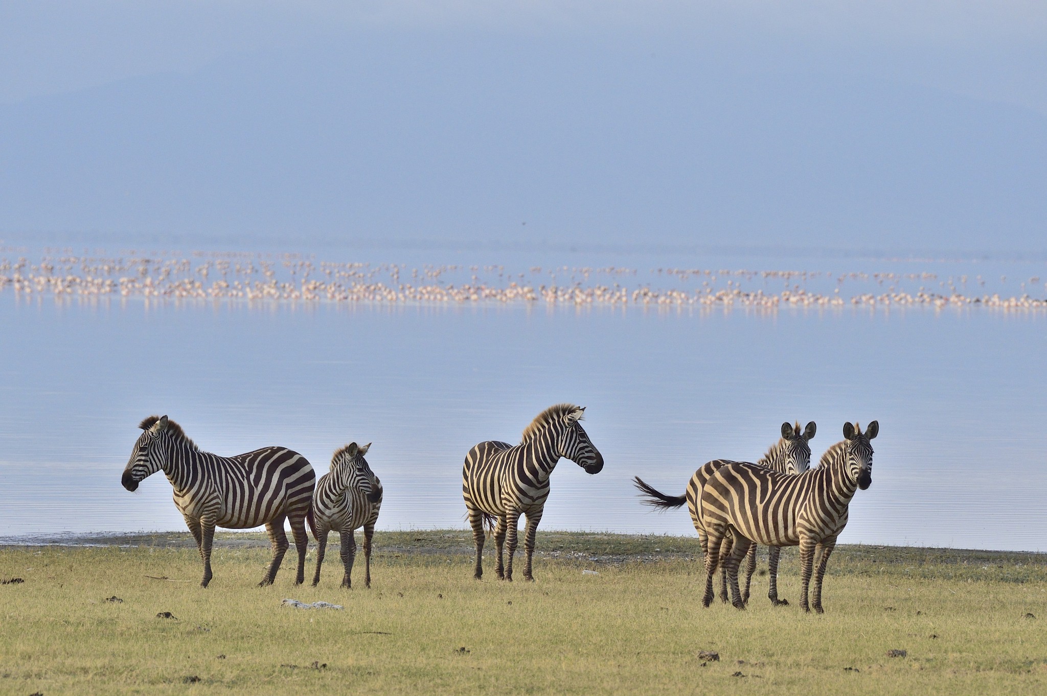 zebras at lake manyara