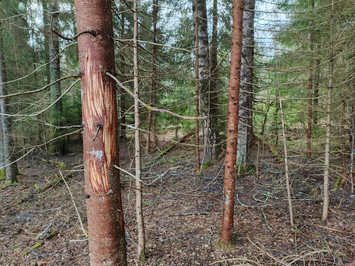 林业害虫问题：危害、案例及数据分析