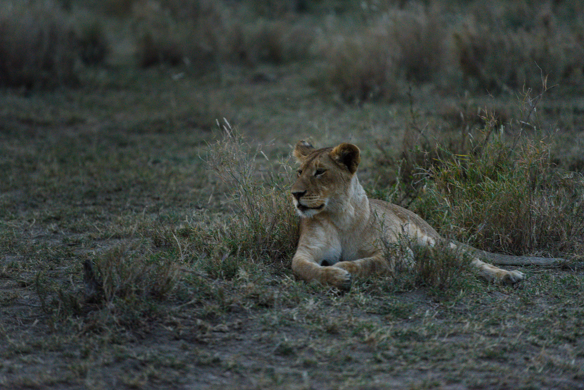 herd of lions prepared to hunt at dusk in the serengeti