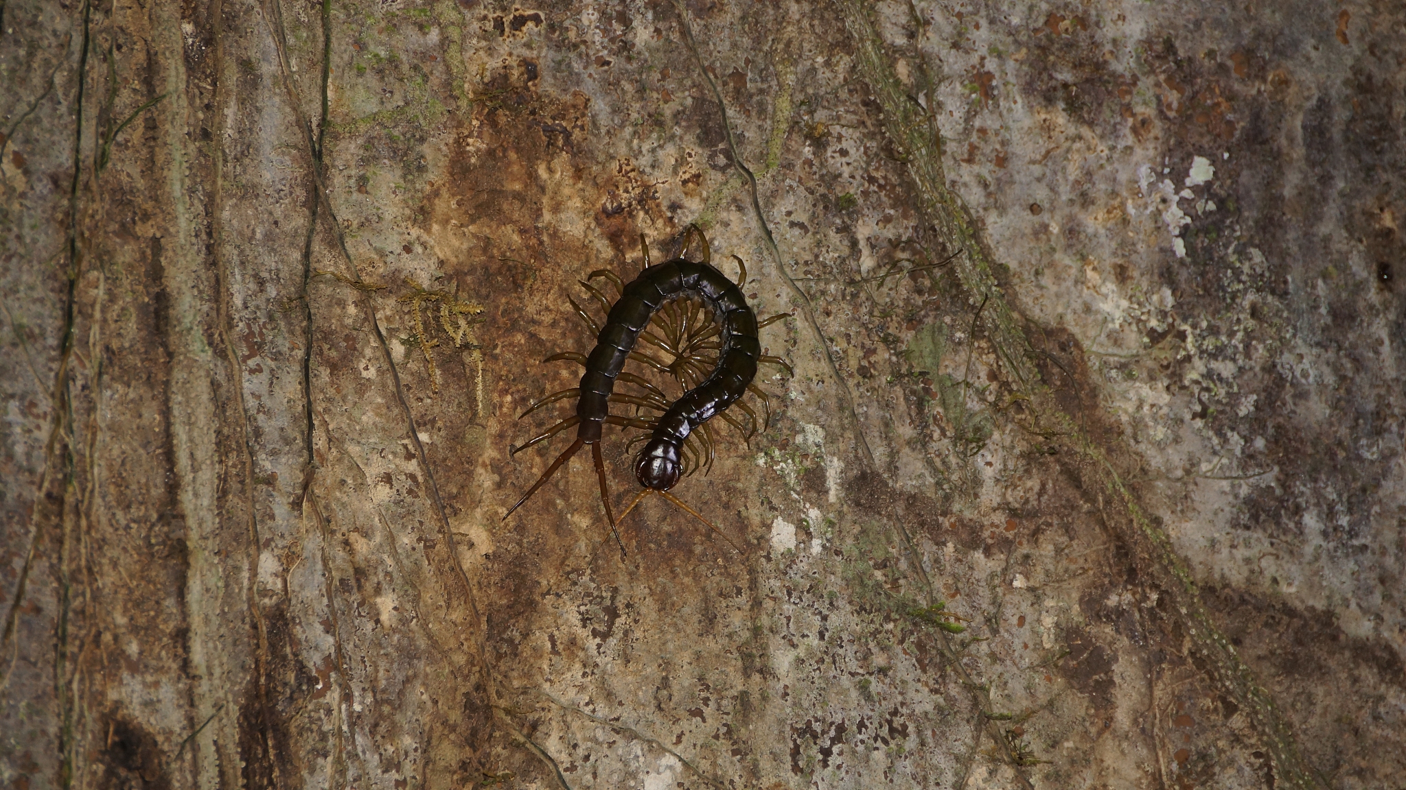床上出现蜈蚣代表什么，
