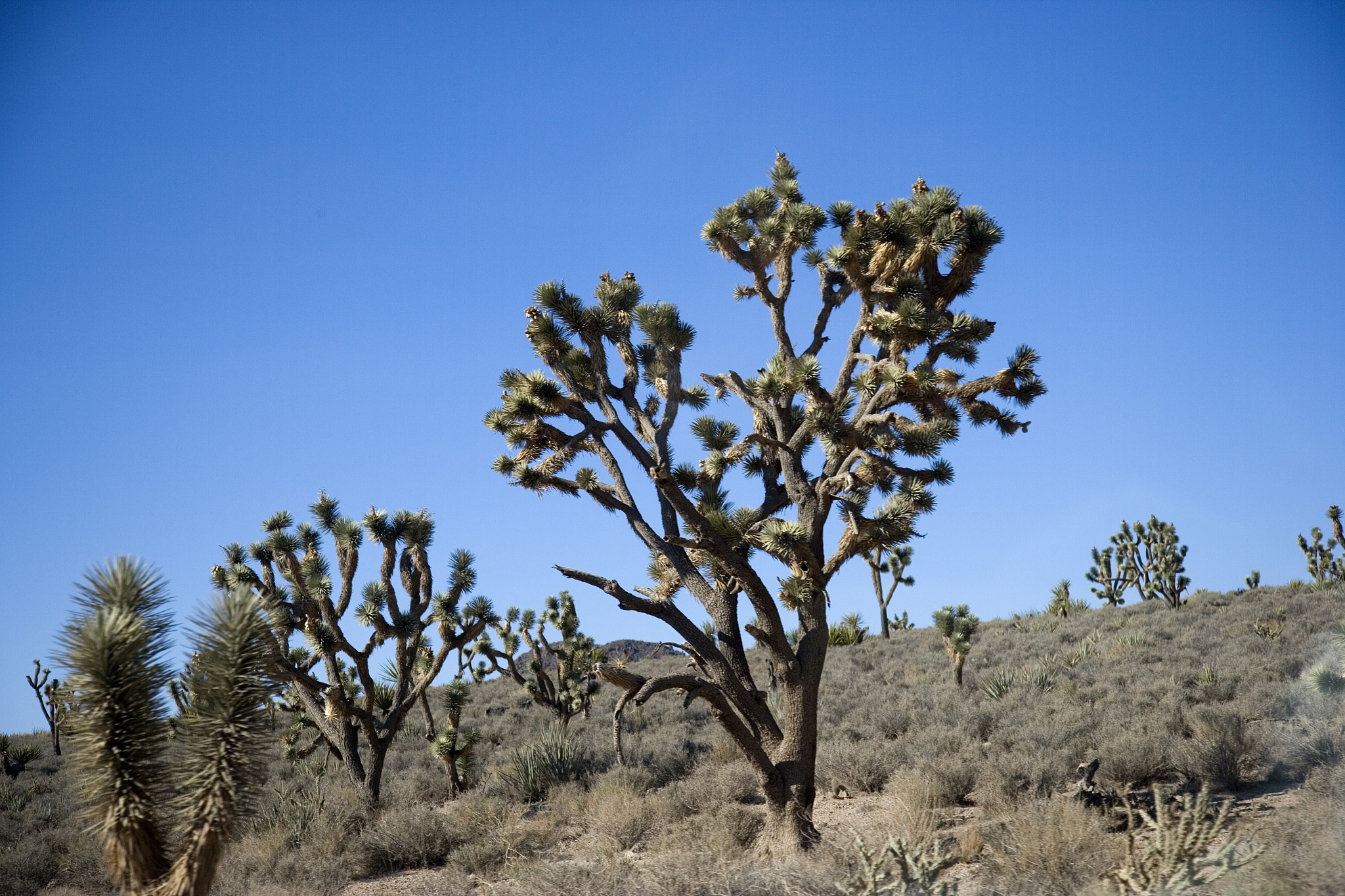 国家公园视觉资源管理：借鉴美国经验，构建长期有效模式