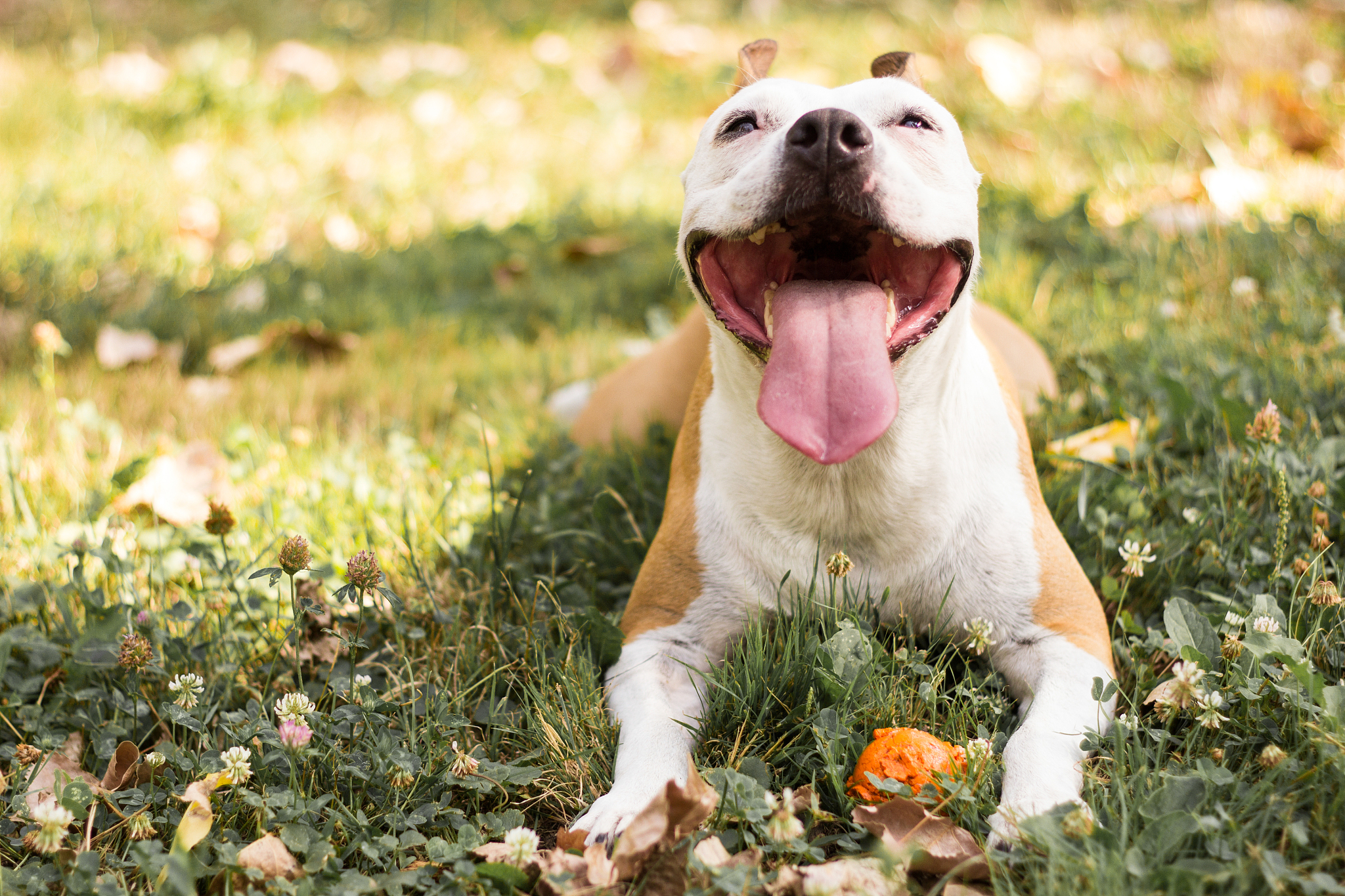 汪汪汪，忠犬颂！仿鹅鹅鹅，写汪星人