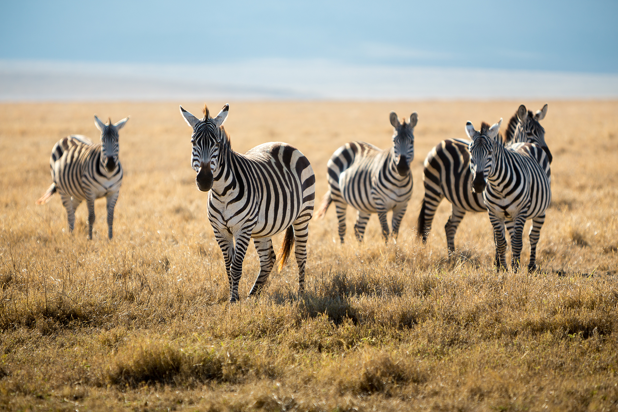 zebra