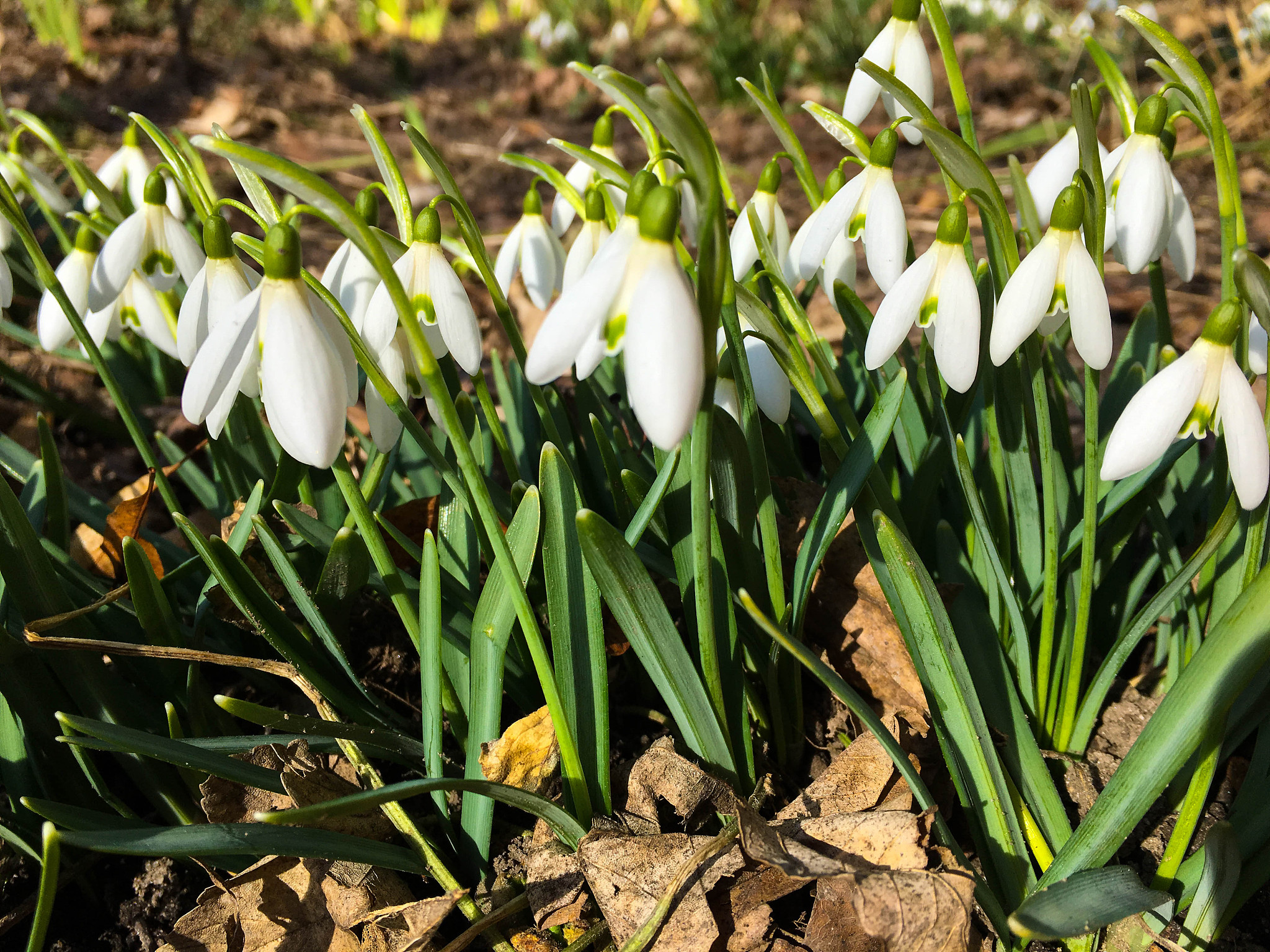 photo of the first spring flowers  snowdrops in the garden