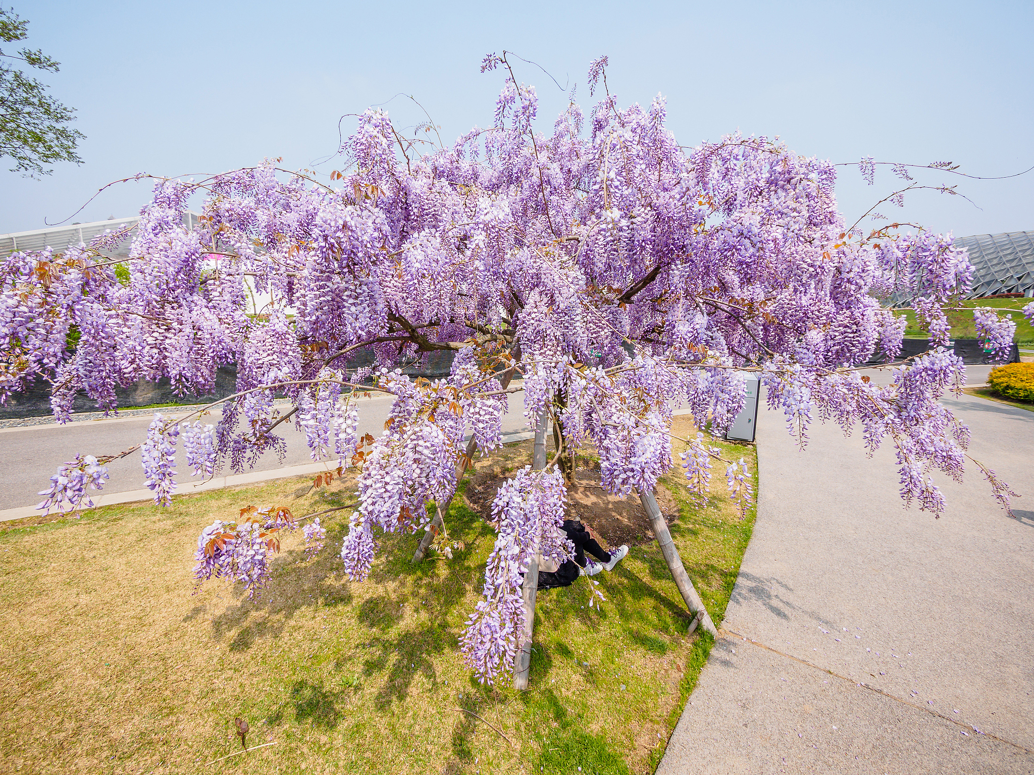 环城河边的紫云廊这个季节是最美的紫藤花已经进入盛花期傍晚时分来的市民络绎不绝在紫藤花架下流连忘返。夕阳照着的环城河特别地美丽不用去紫藤公园人挤人紫云廊也能欣赏紫藤花开。去年疫情后来看已错过了花期今年终于赶上了。把上面这段文字扩写到400字文字要通俗易懂避免生硬重复的语句。
