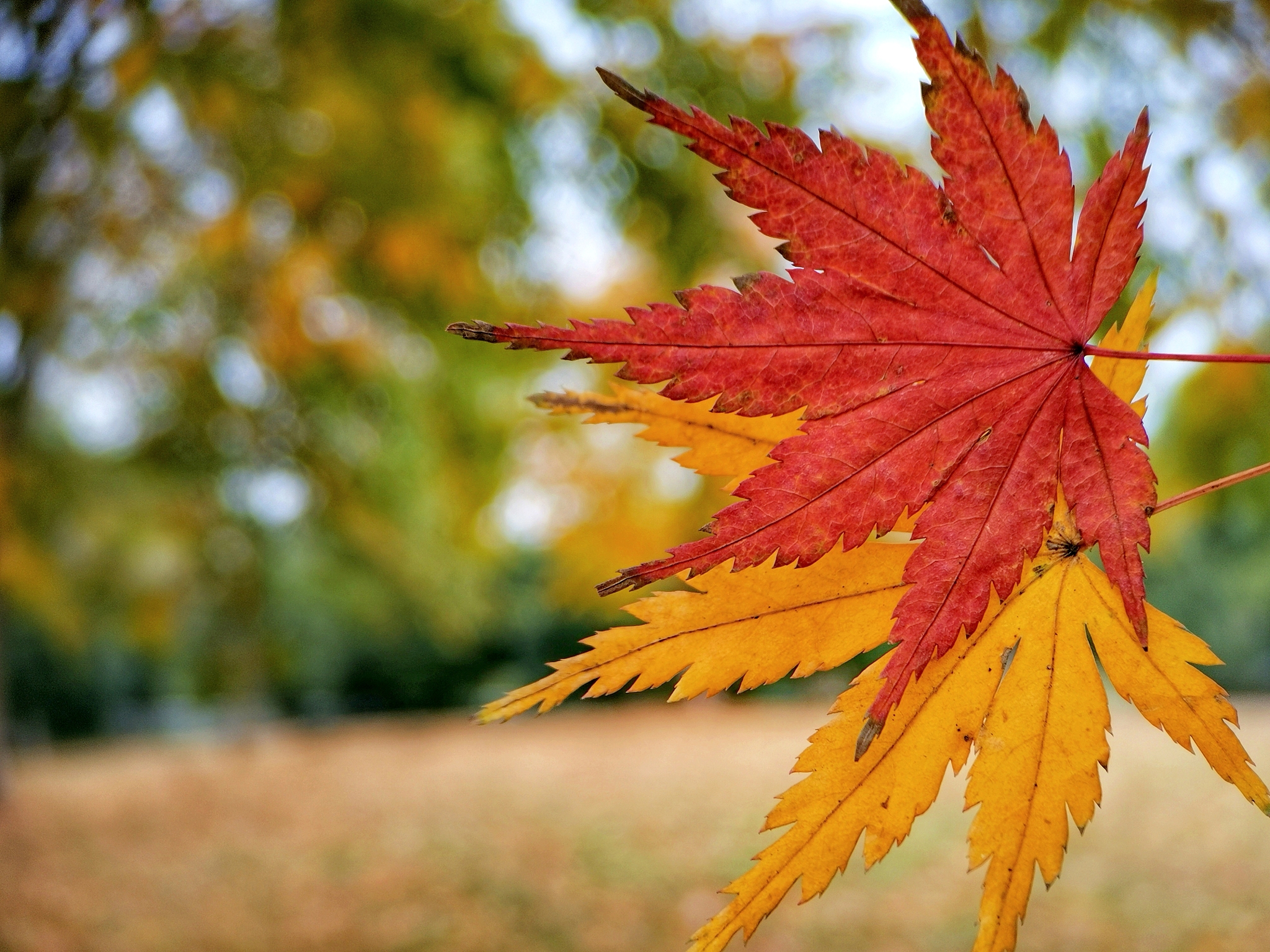 秋日枫叶诗：写给你的思念与爱