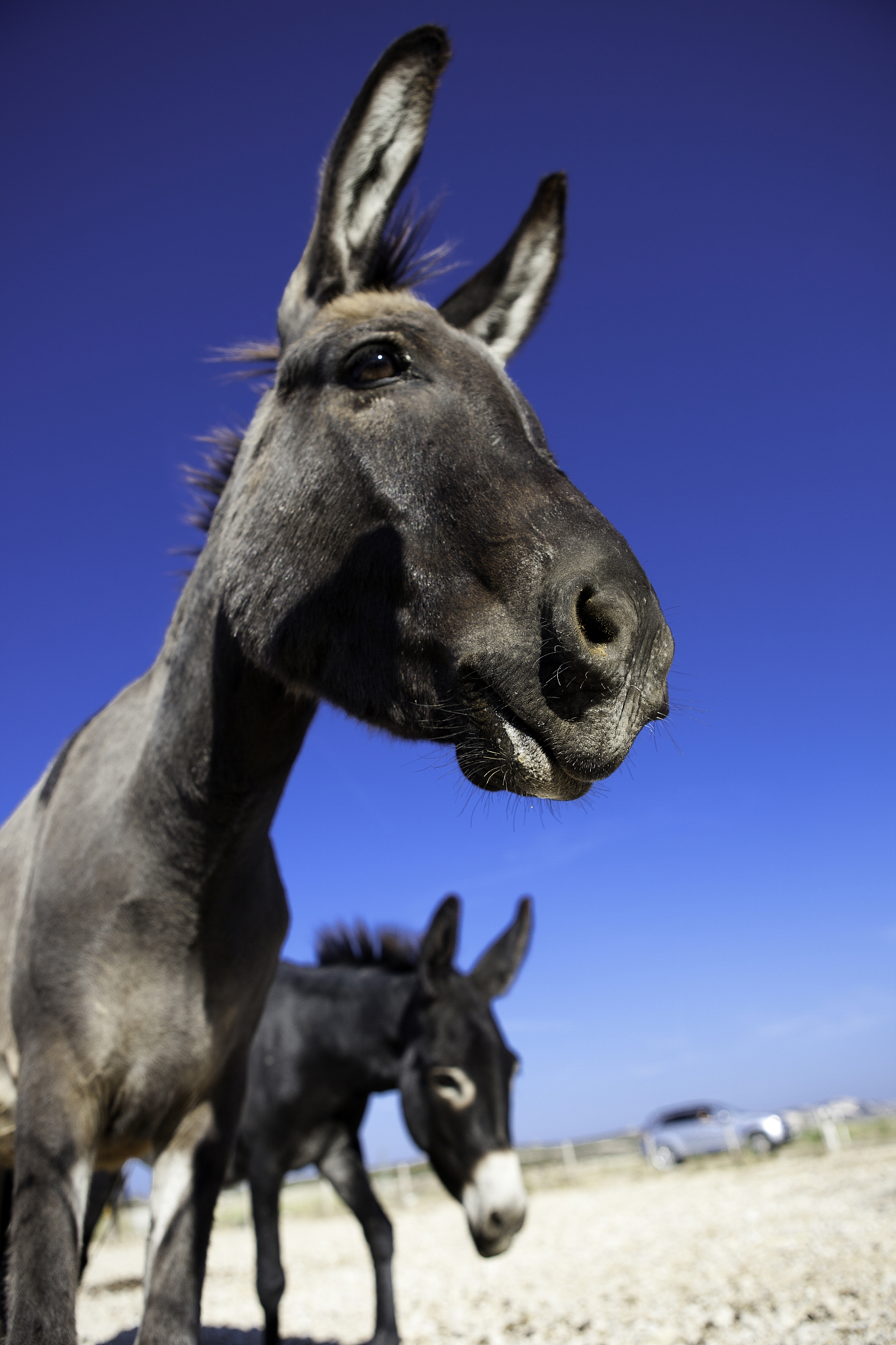 donkeys