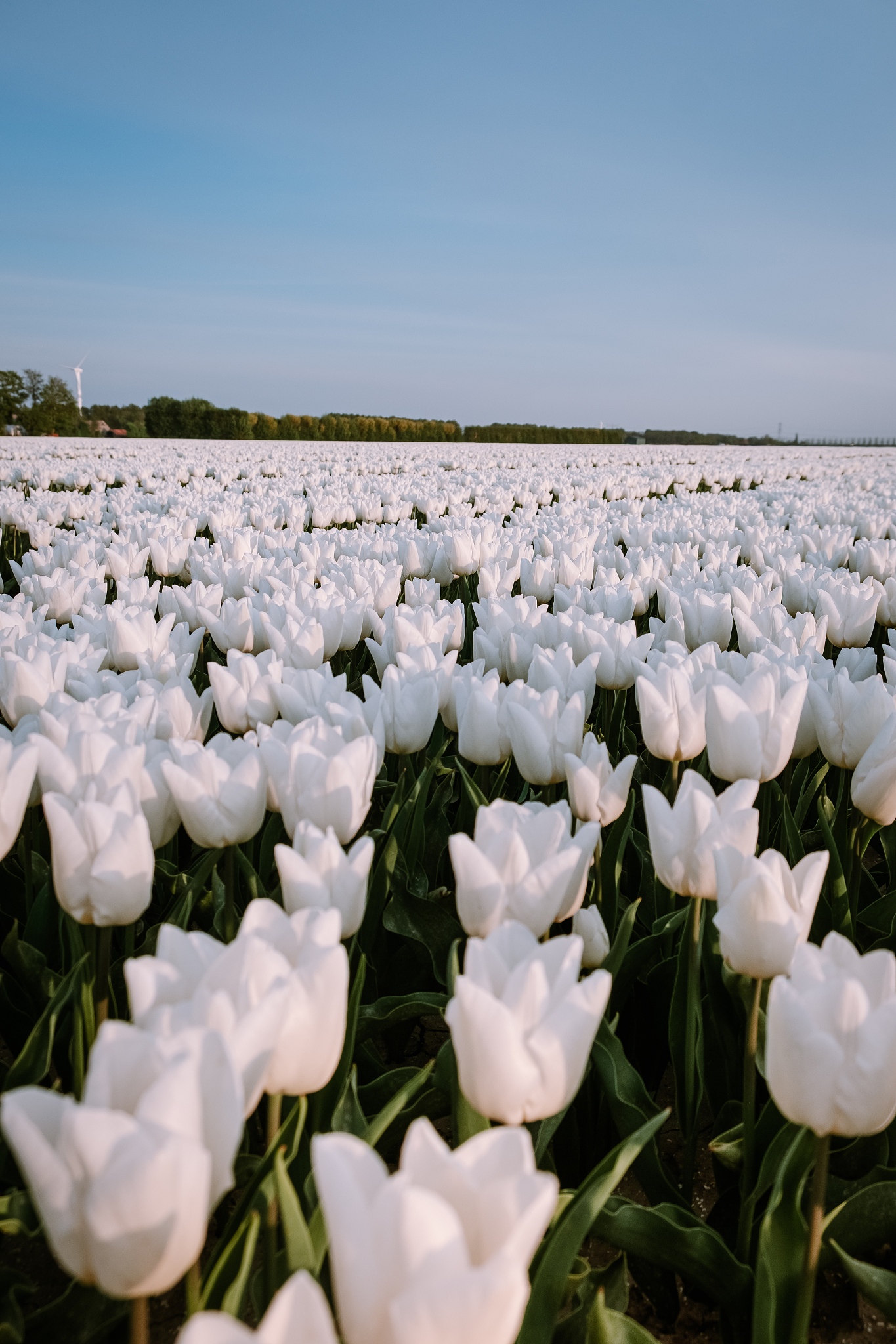 white tulip flower field during spring in the netherlands noordo