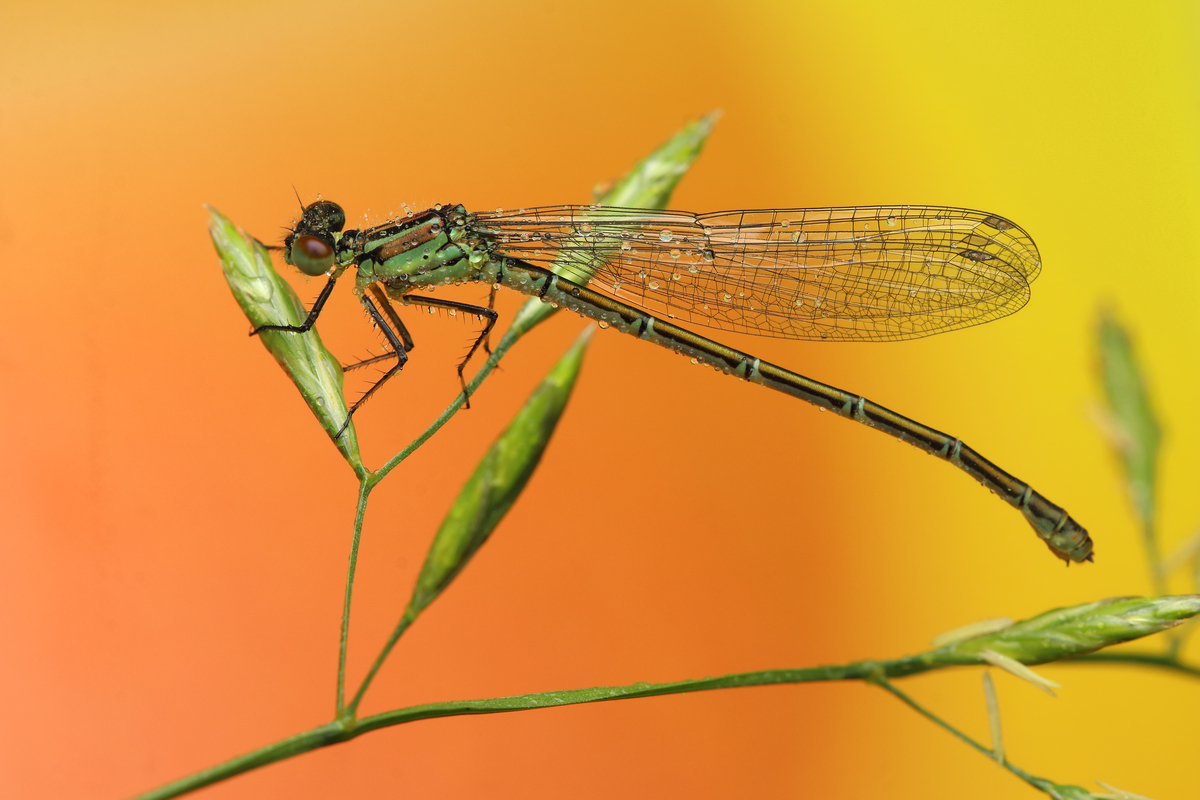 棍子一起跳：多人竞技，挑战跳跃极限！