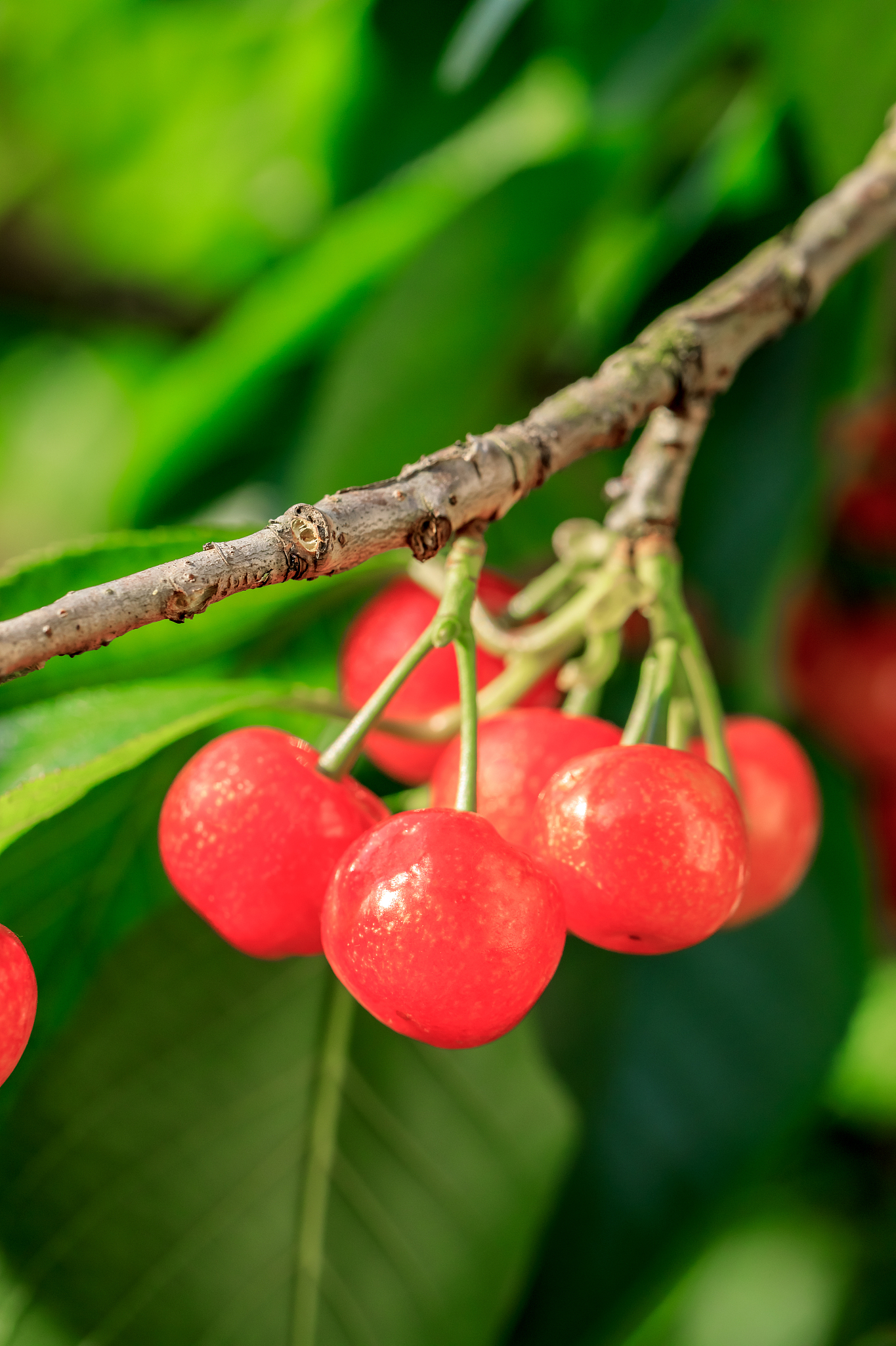 cherry tree with ripe cherries