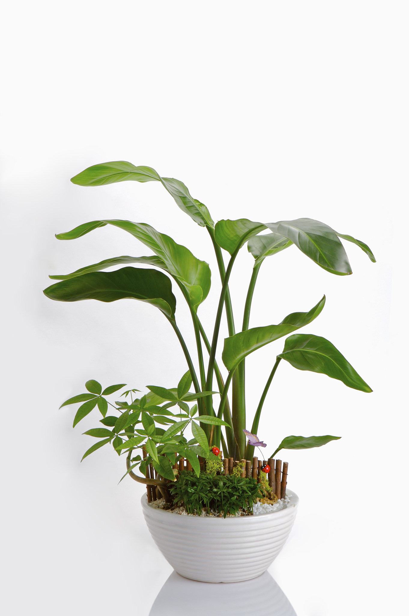 天堂鸟植物可以养在室内吗有毒吗400字