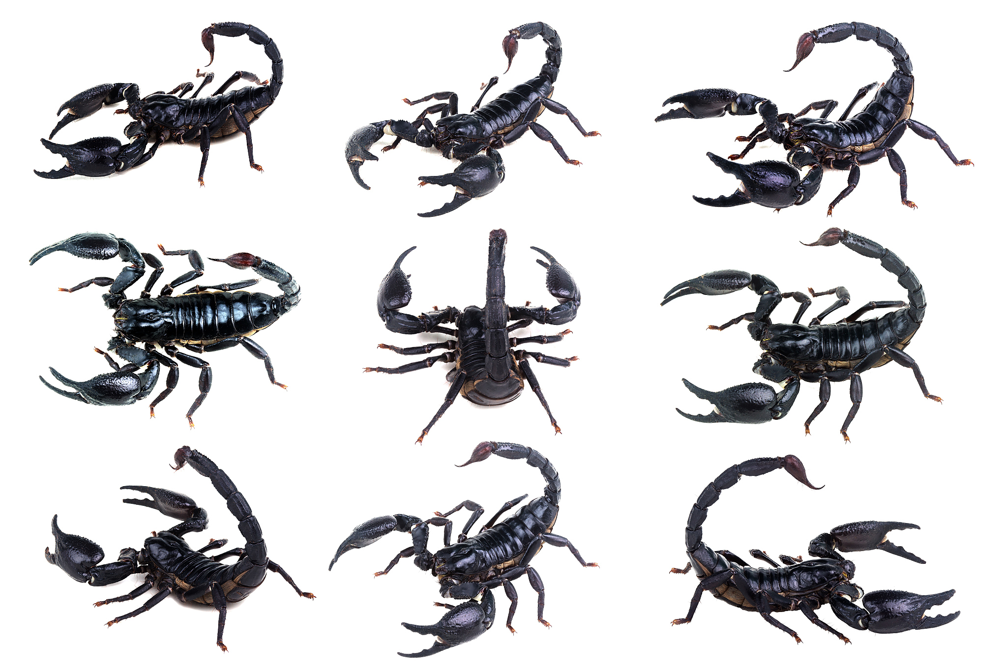 Man finds thousands of scorpions in an abandoned house
