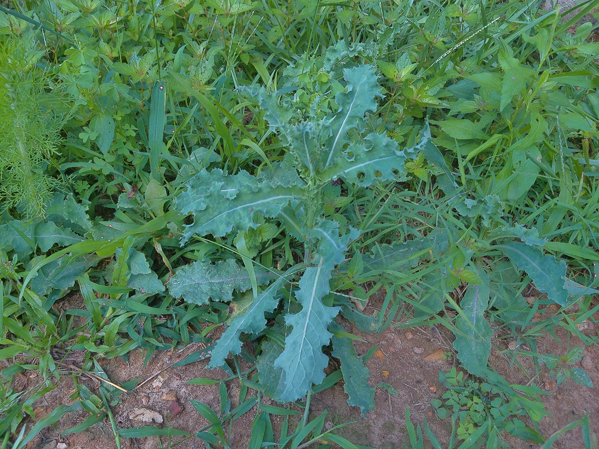 胆囊炎？试试野生苦菜汤！江苏灌南特产，缓解胃肠道不适