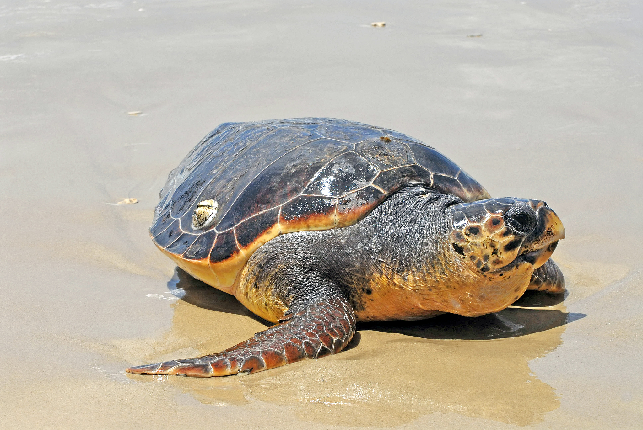 brown sea turtle, loggerhead sea turtle