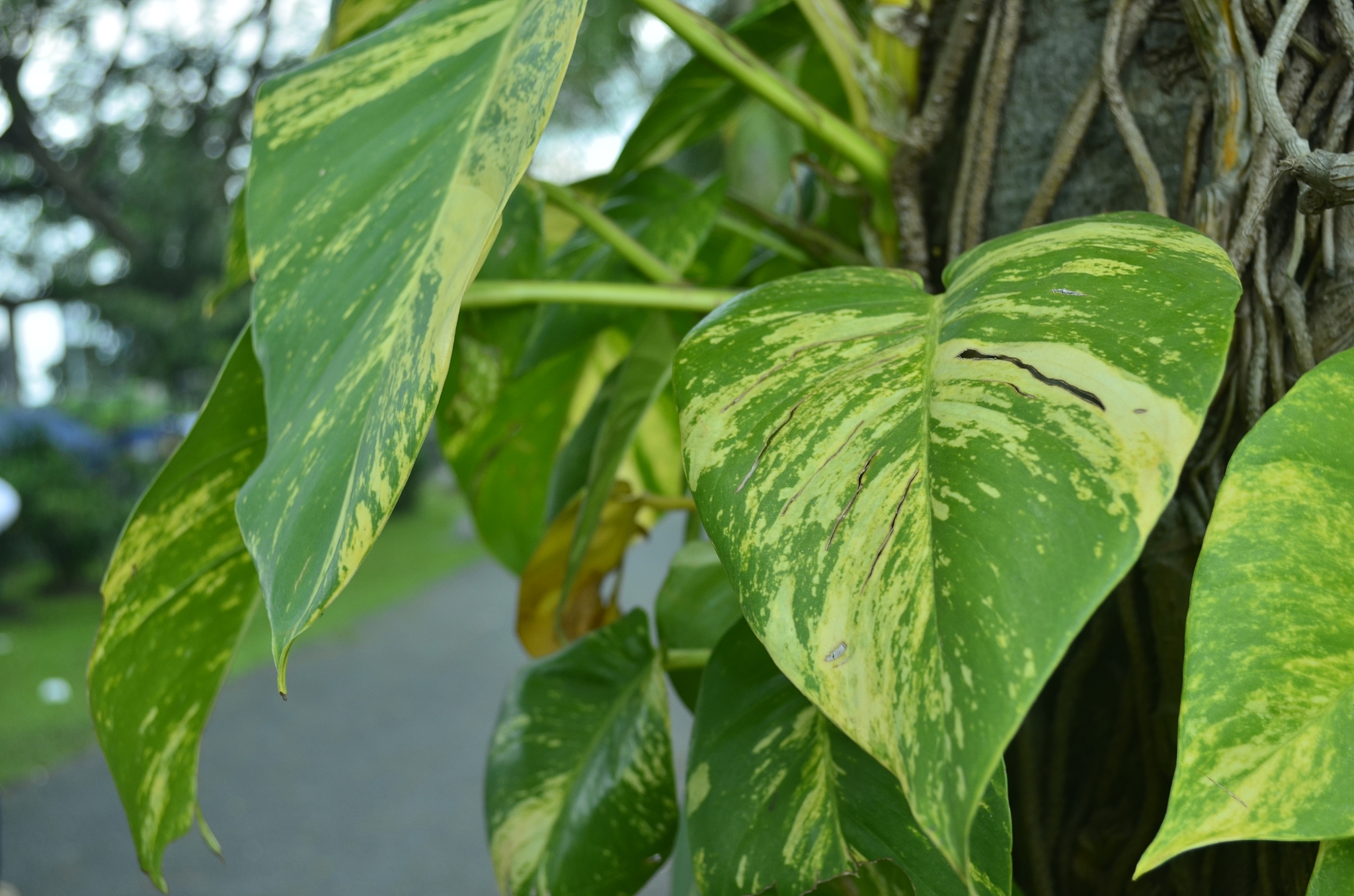 greens leaf