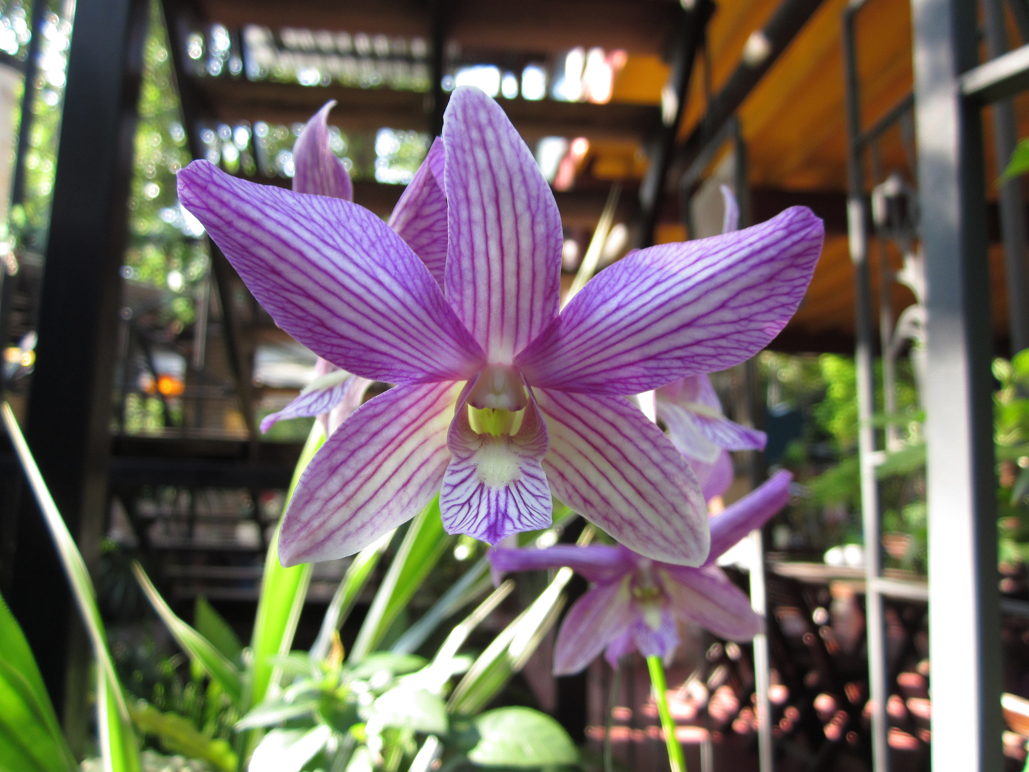 dendrobium orchid flowers.