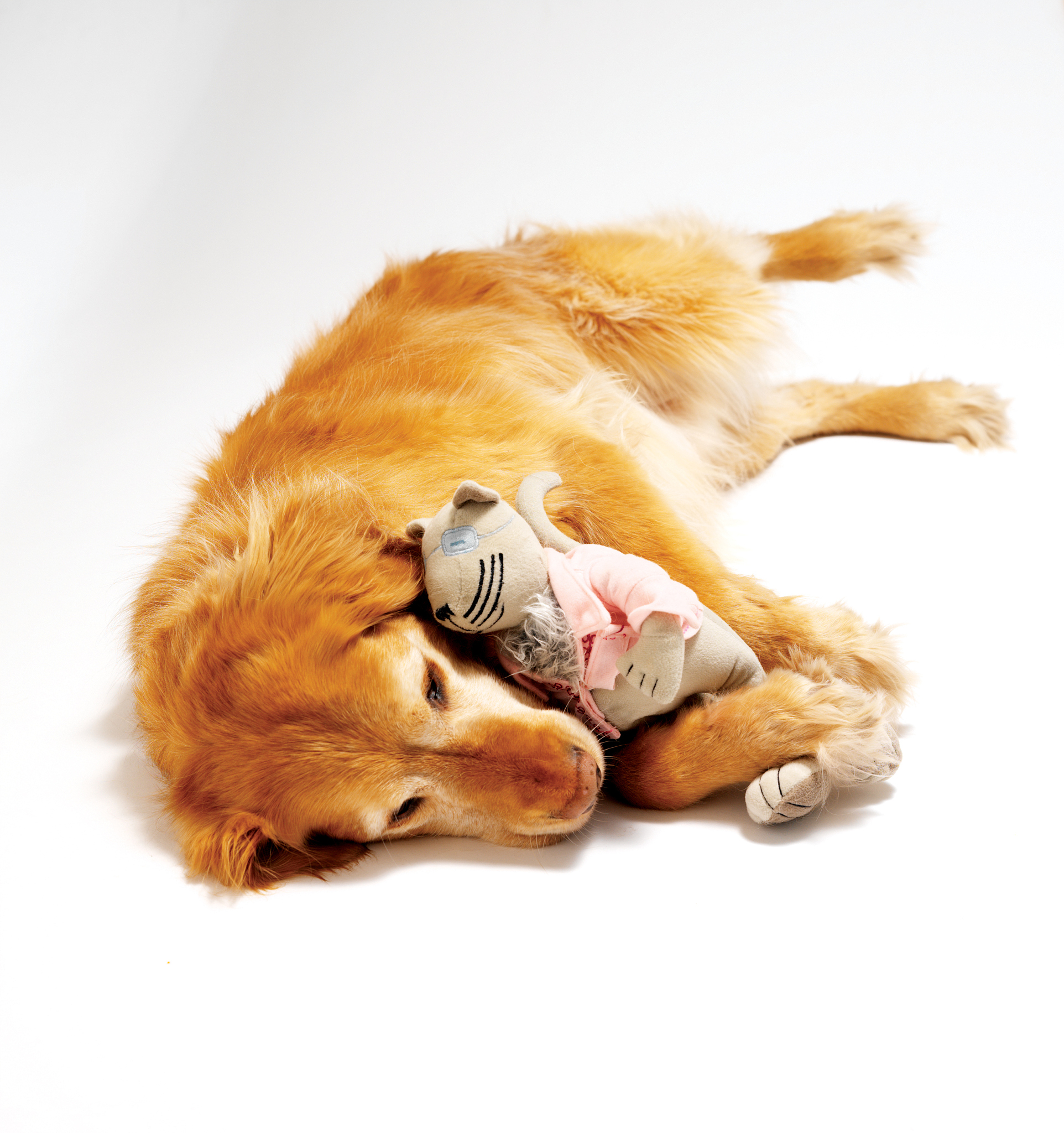 10个爆款小红书标题，教你写出吸睛的猫咪文章