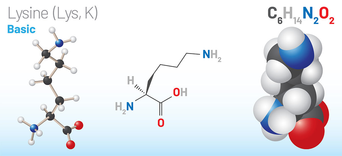 孩子吃赖氨酸能长高吗？科学解读赖氨酸与生长发育的关系