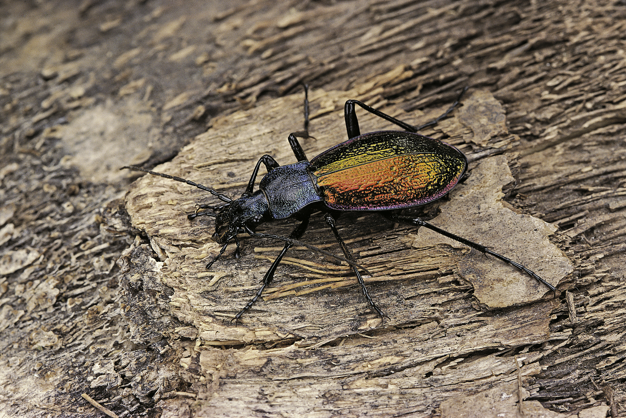carabus hispanus (ground beetle)