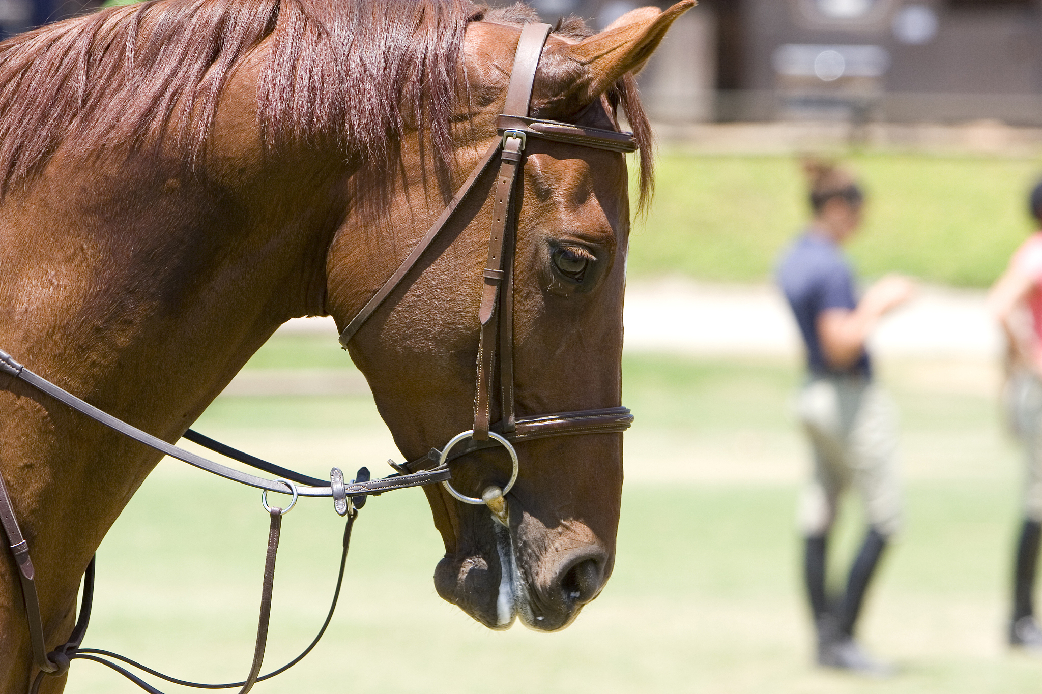 horse