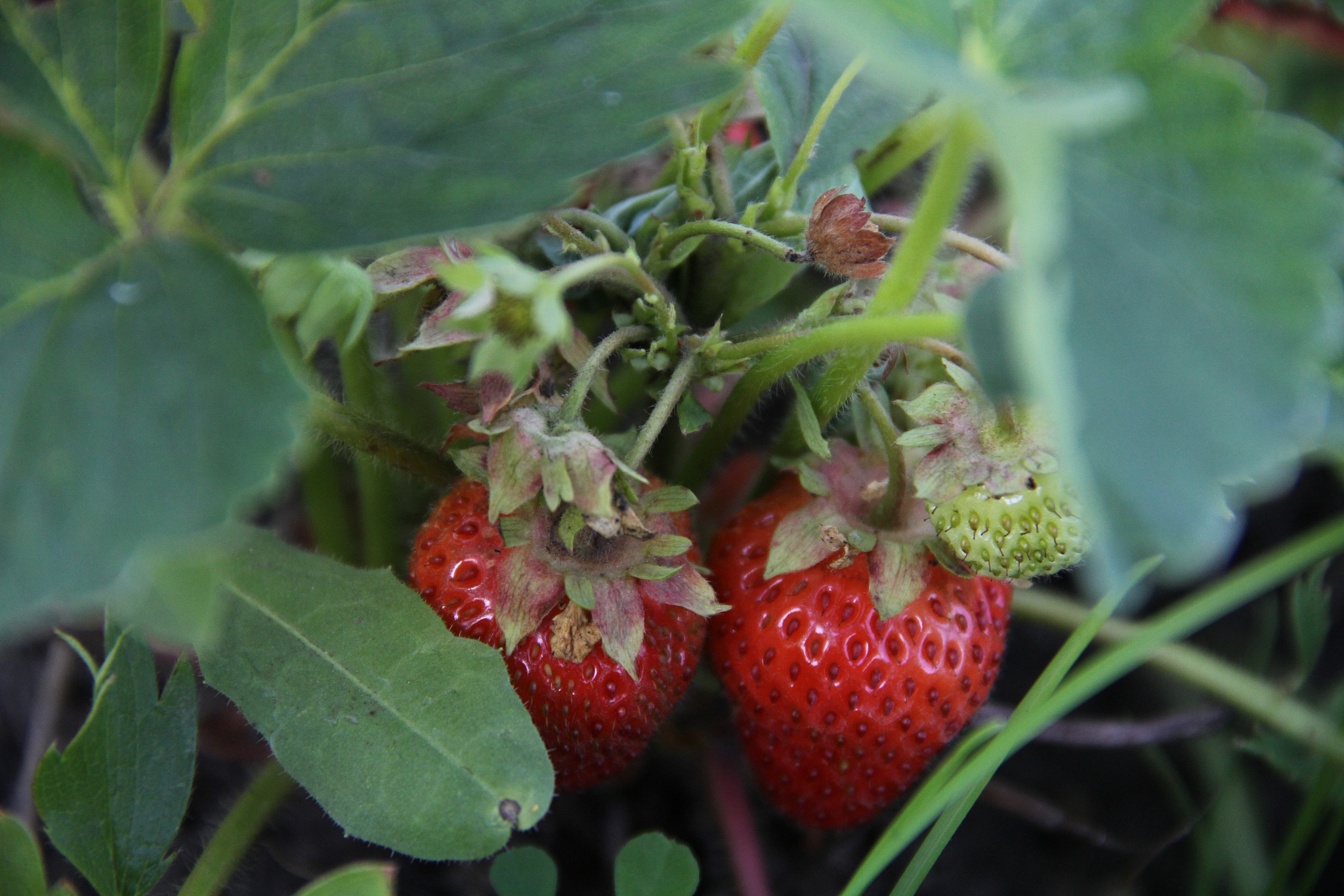 请整理以下内容抓紧摸清甘肃野生草莓种质资源家底