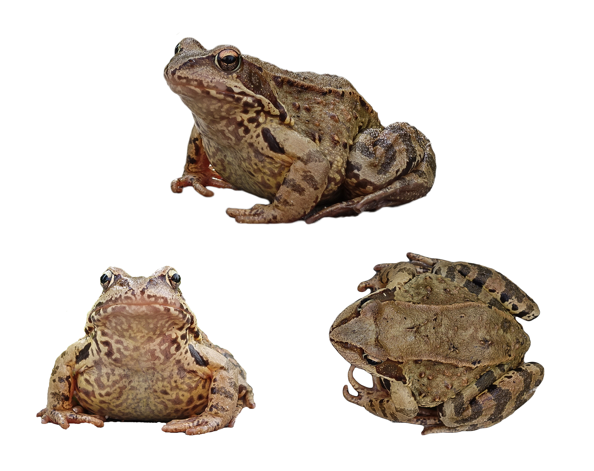 地球上最凶萌的蛙类：沙漠雨蛙