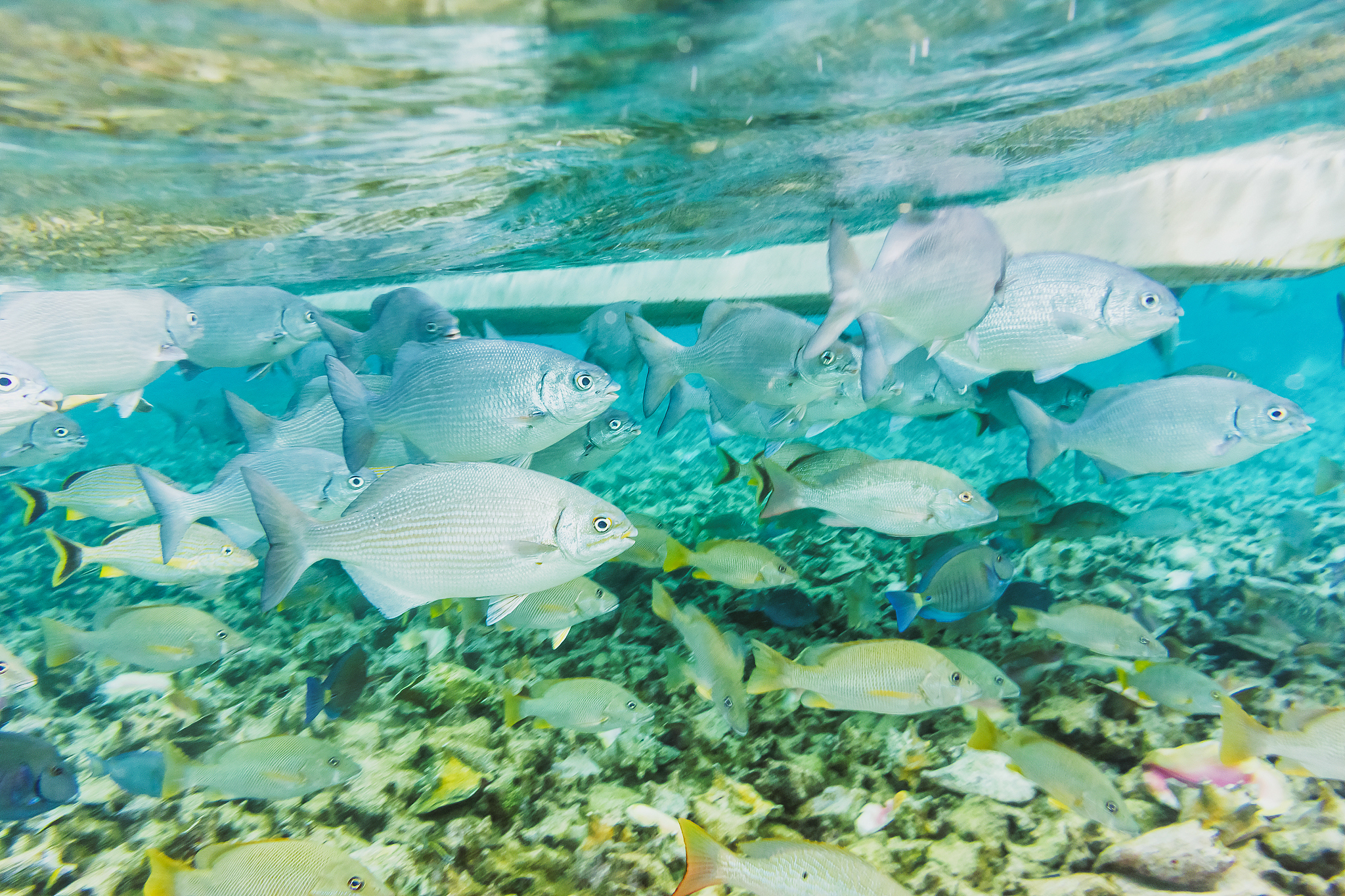 underwater world in the reef near caye caulker in belize