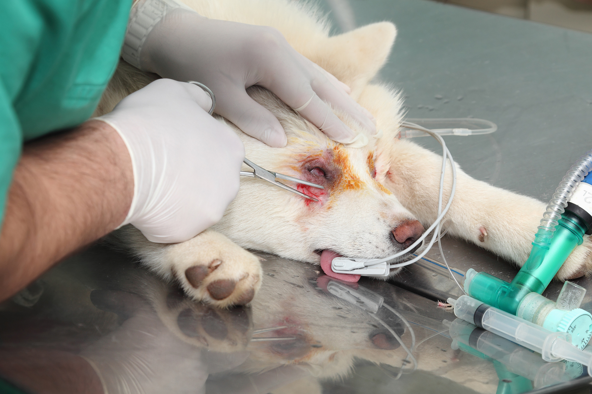 实验动物显微手术技术指南：注意事项及操作规范