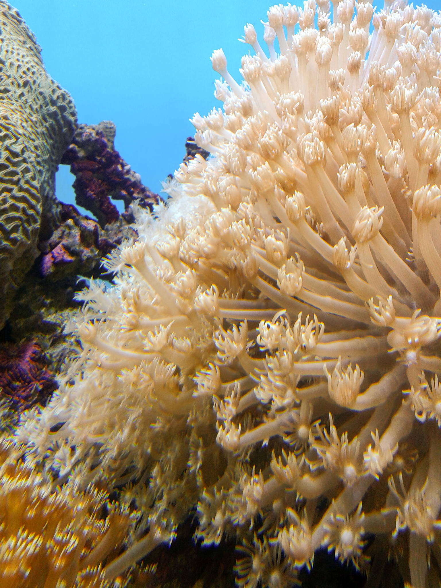 异质文化的共生