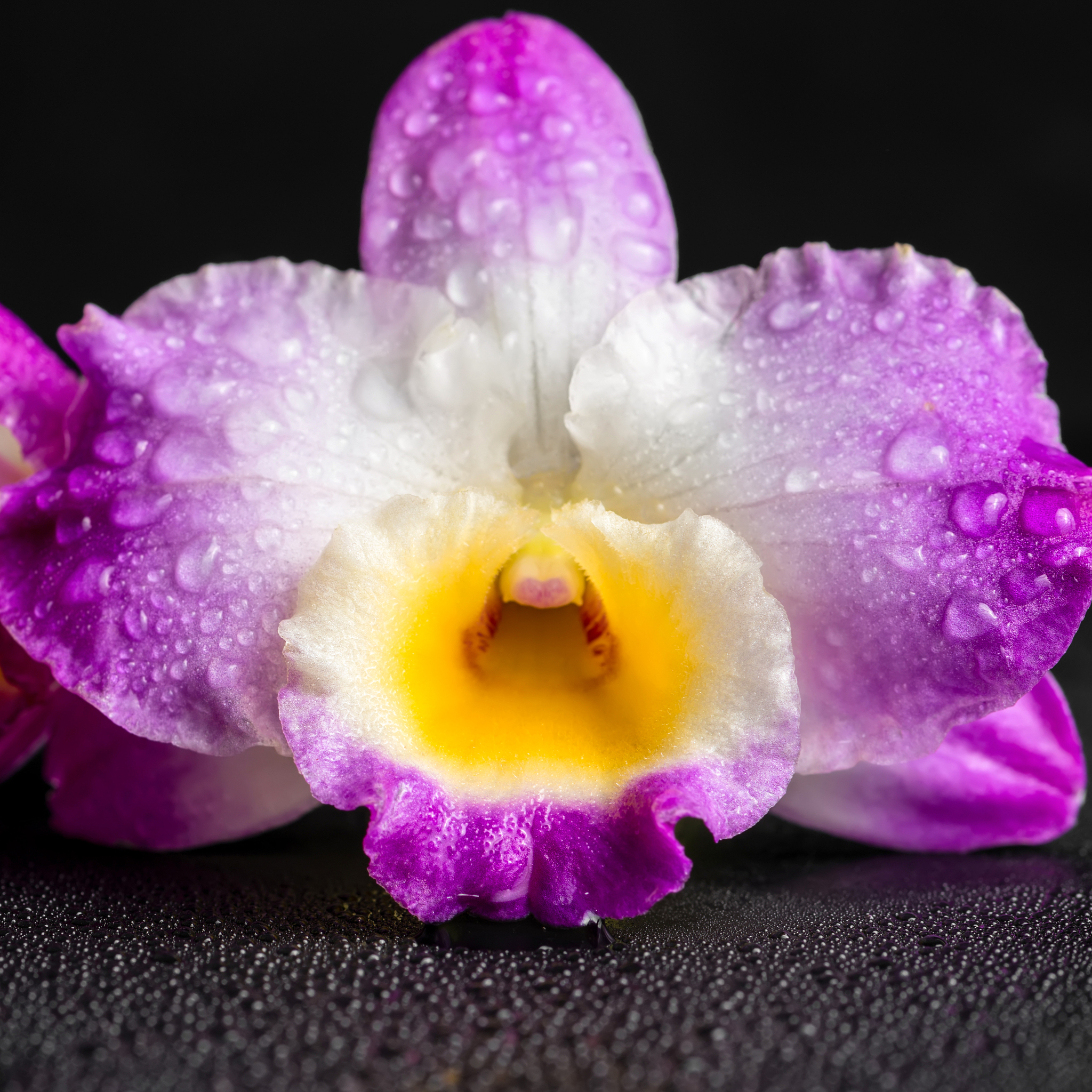 purple orchid dendrobium with dew on black background, closeup