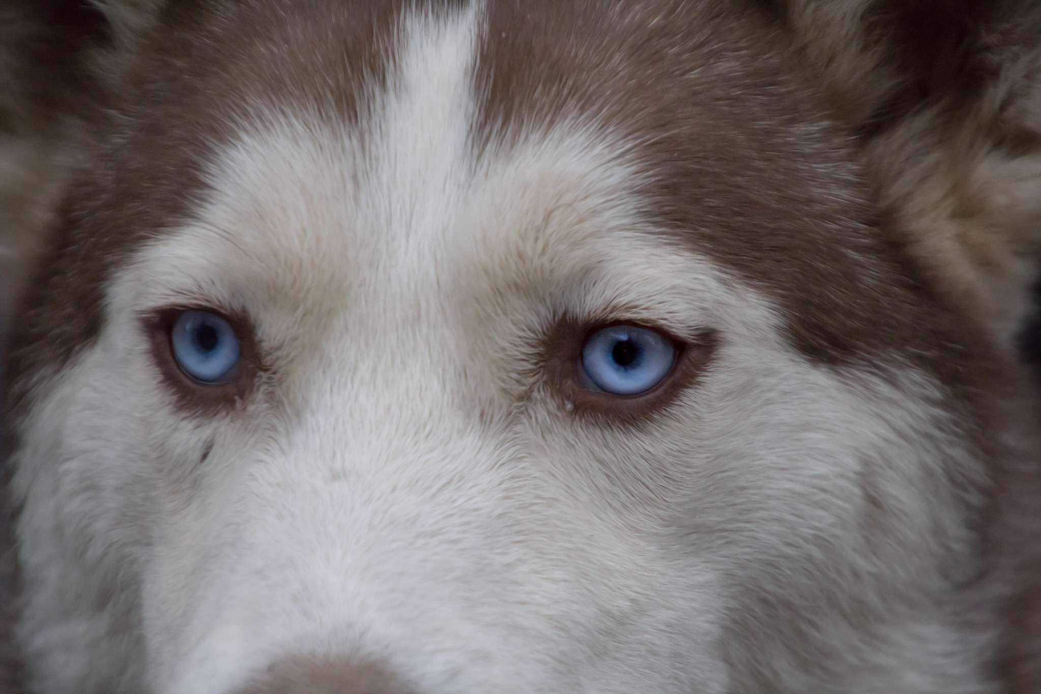 狗的听觉：比人类灵敏的超级听力