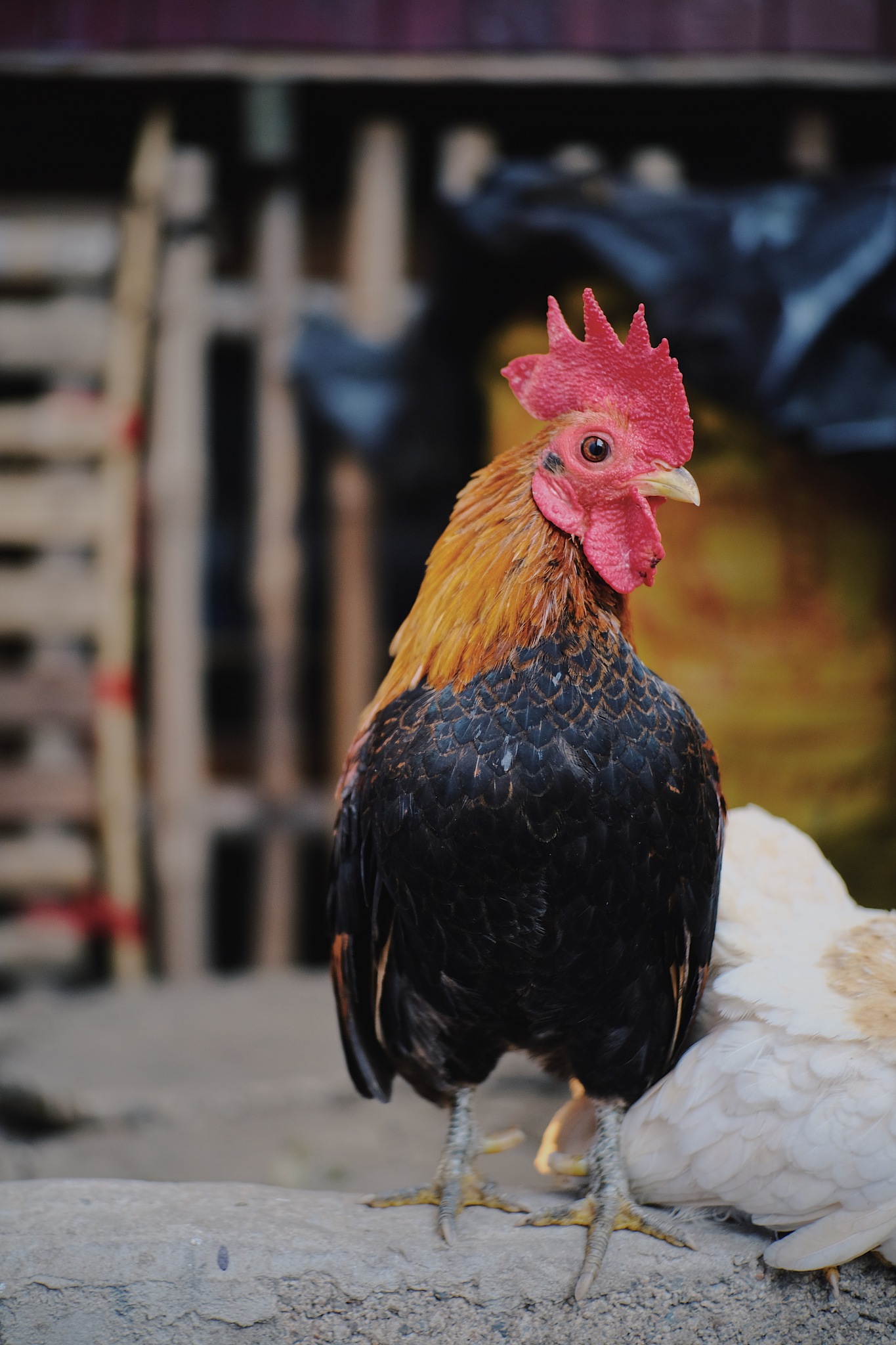 chicken in the farm