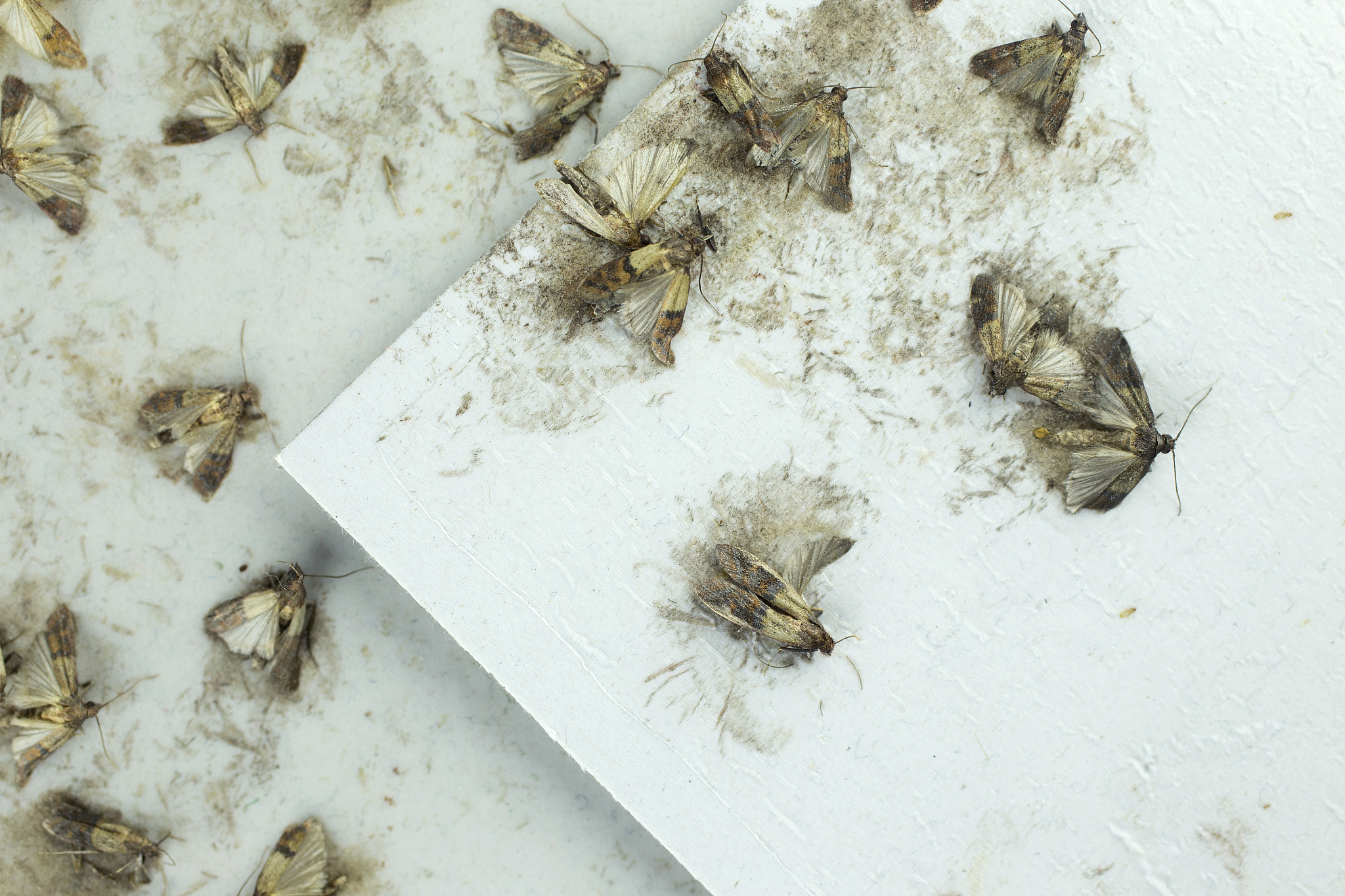 flour moths