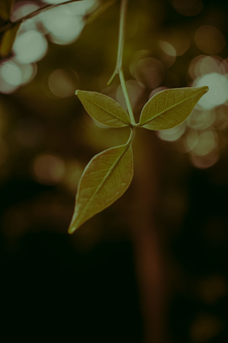 与春天有个约会：我的美好春日之旅