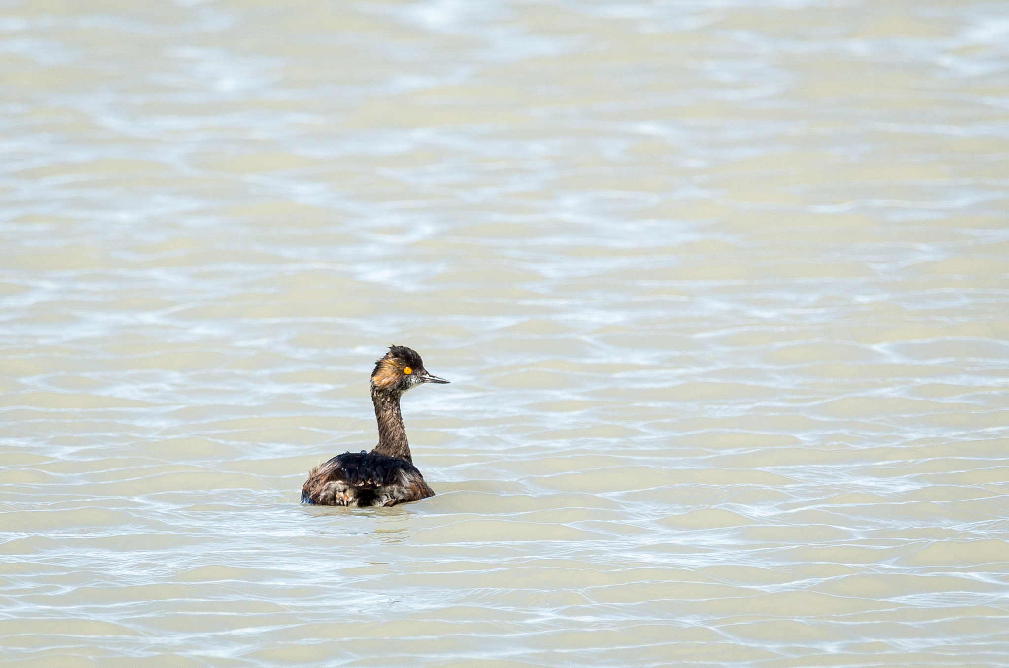 Black-necked Crane: The 'Plateau Fairy' and 'Giant Panda of Birds'