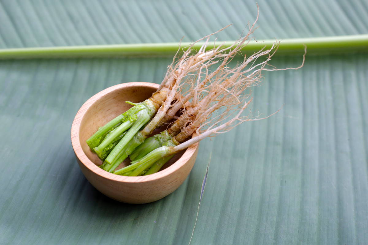 香菜根,这一常被厨房边角料所忽略的宝藏,实则蕴含着令人意想不到的