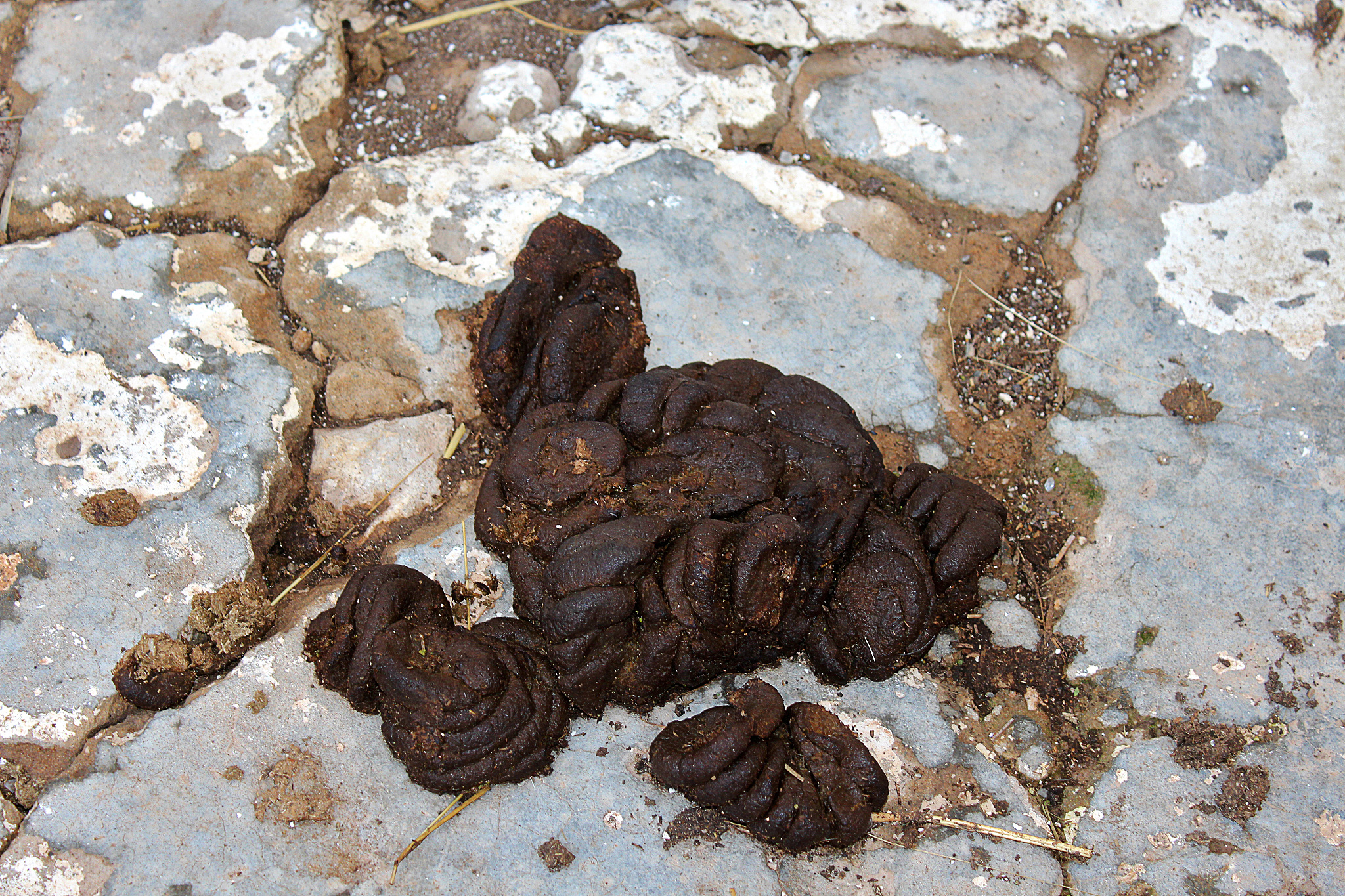 食用粪便是否正常？ | 了解粪便食用风险