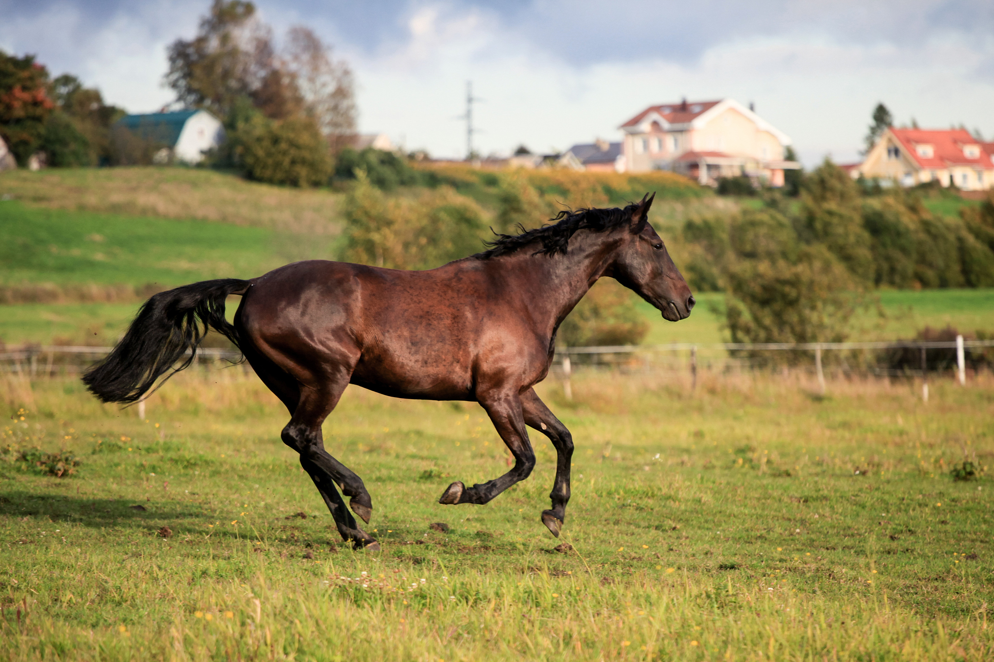 brown horses running