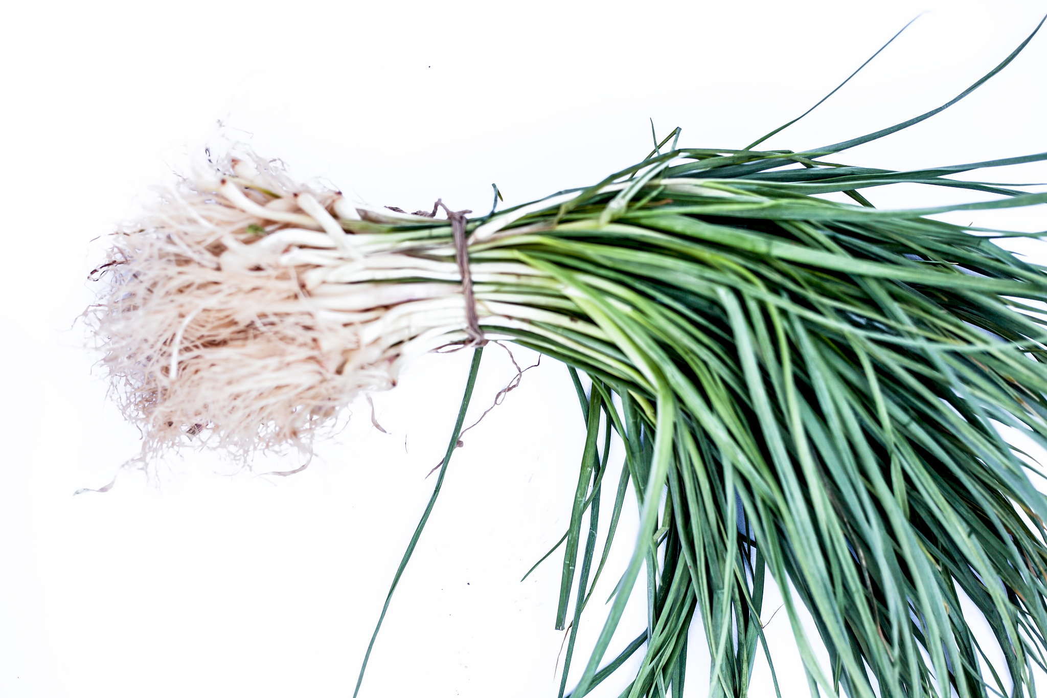 close up of garlic shoots or spring garlic or young garlic or ba