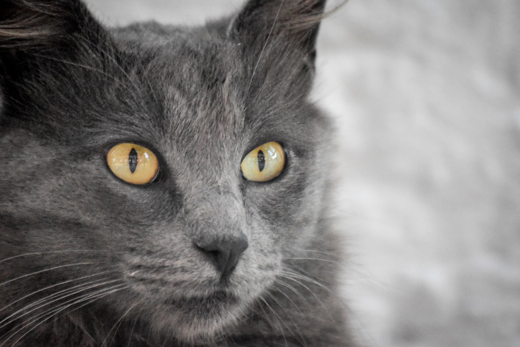 帮我描绘一只猫